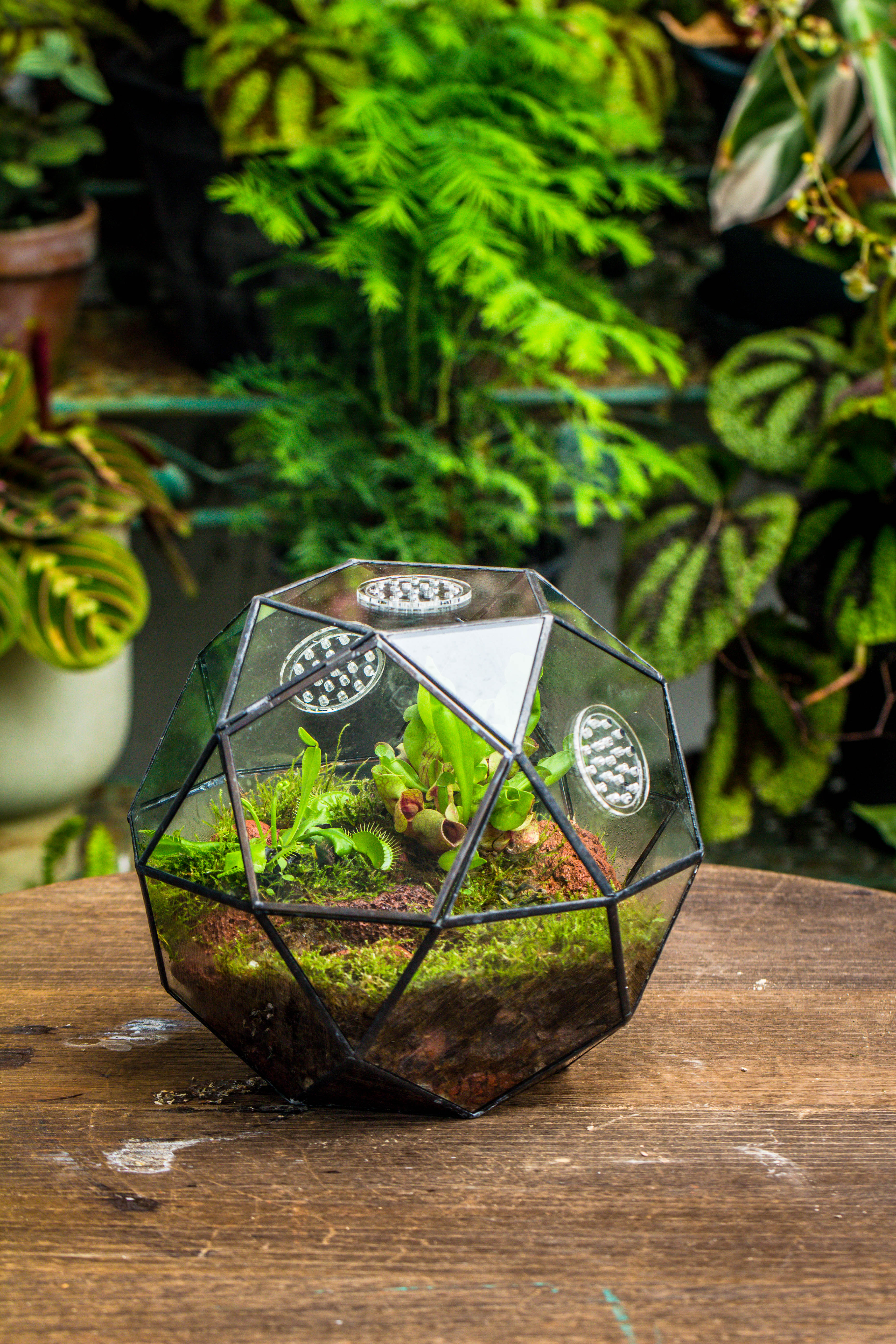 Handmade Close Triangular Pentagon Mix 32-Sides Clear Glass Geometric Centerpiece Terrarium for moss - NCYPgarden