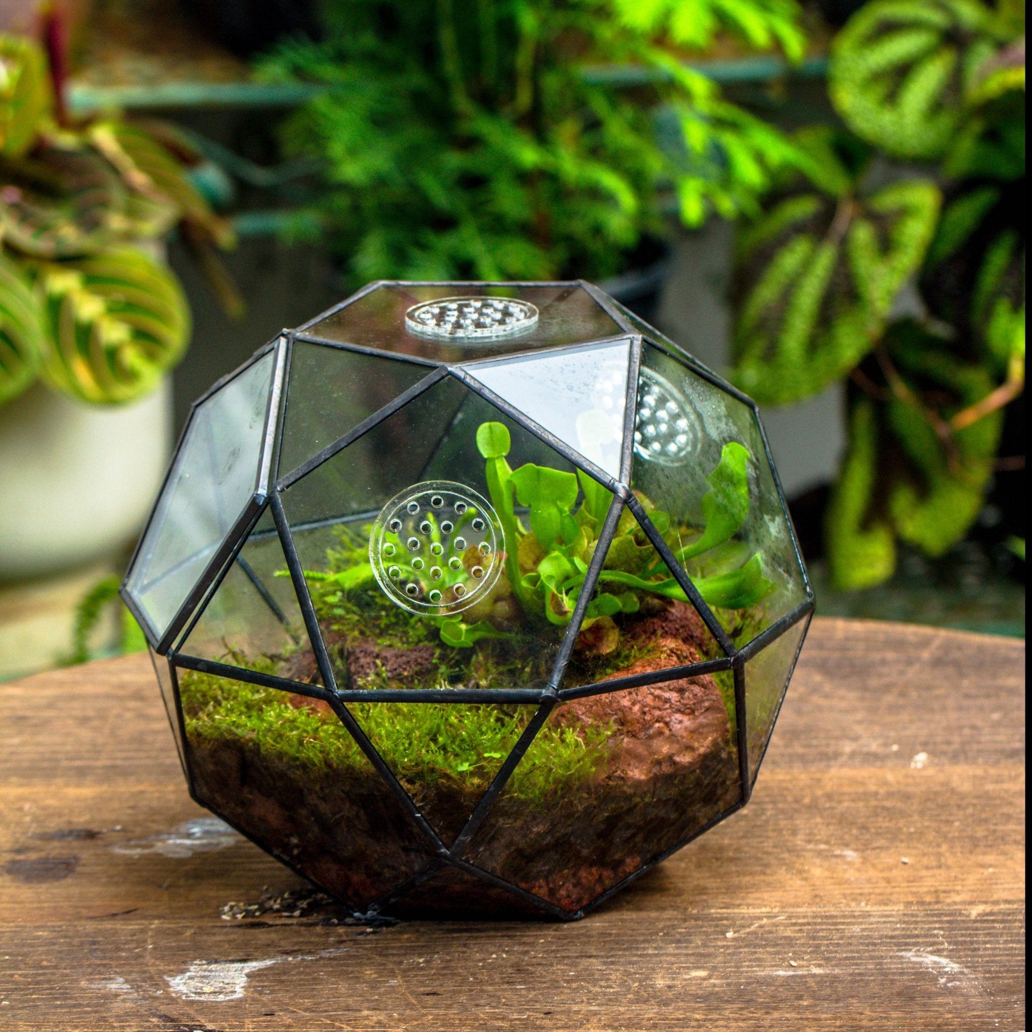 Handmade Clear Glass Geometric Terrarium — NCYPgarden