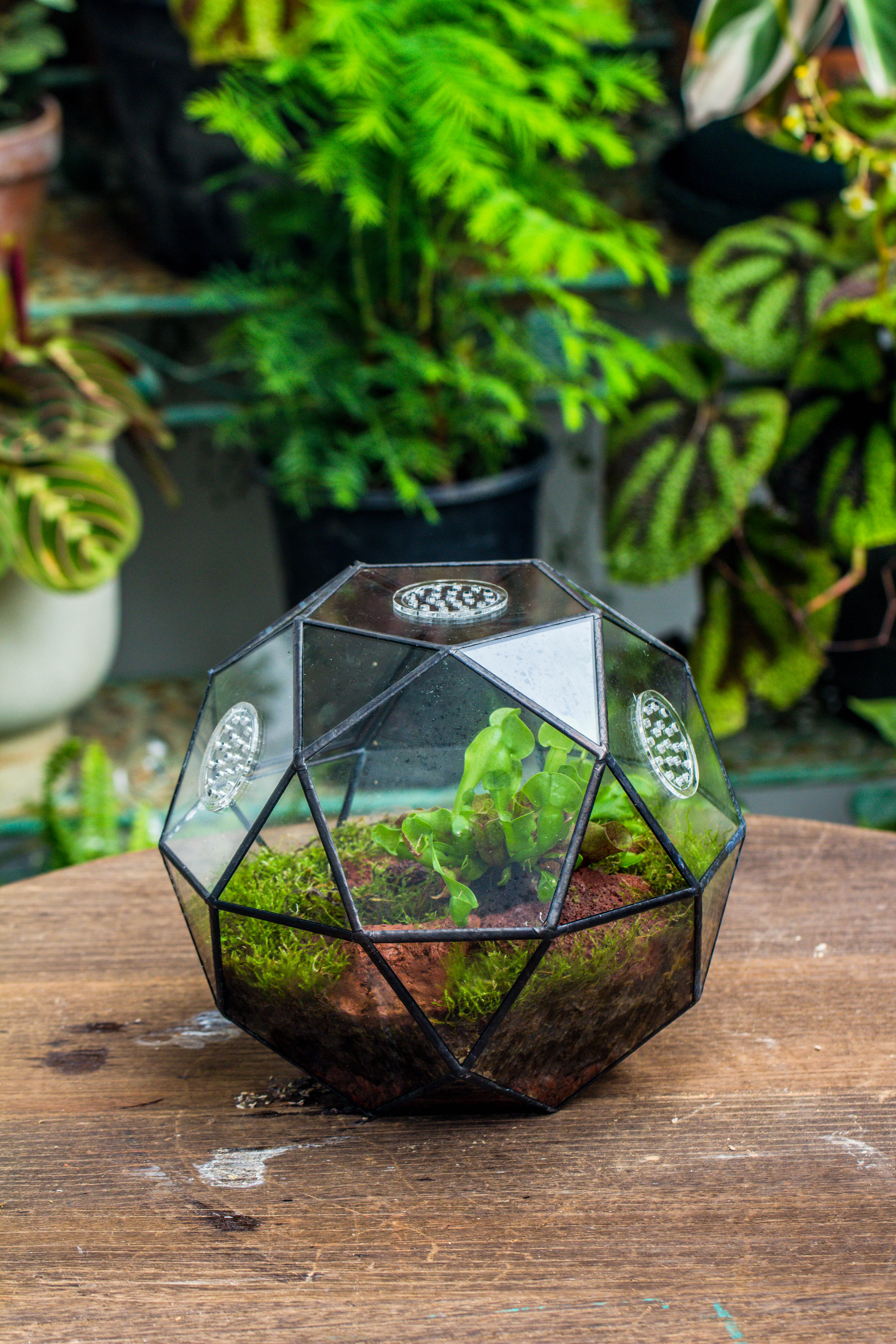 Handmade Close Triangular Pentagon Mix 32-Sides Clear Glass Geometric Centerpiece Terrarium for moss - NCYPgarden