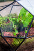 Handmade Close Triangular Pentagon Mix 32-Sides Clear Glass Geometric Centerpiece Terrarium for moss - NCYPgarden