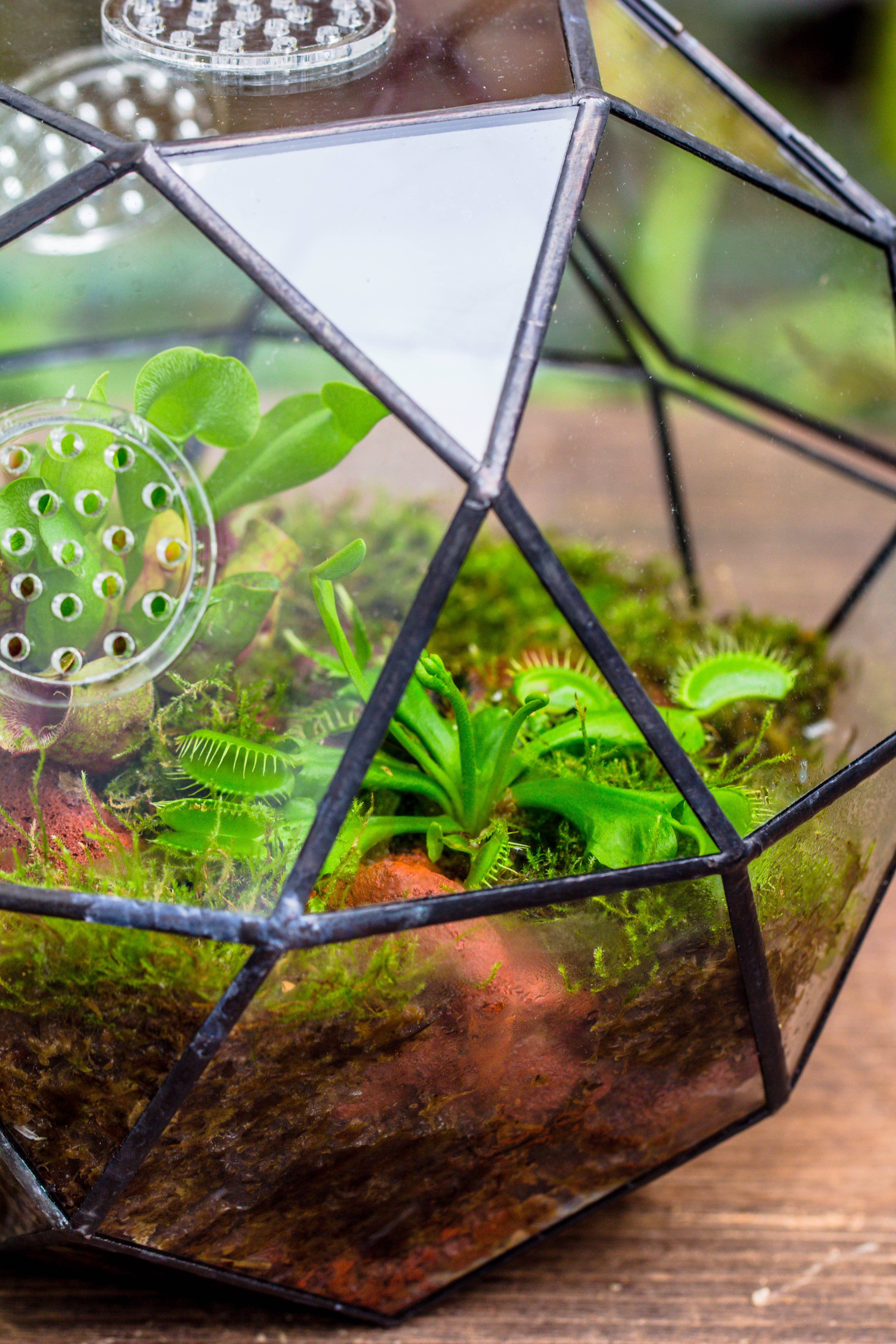 Handmade Close Triangular Pentagon Mix 32-Sides Clear Glass Geometric Centerpiece Terrarium for moss - NCYPgarden