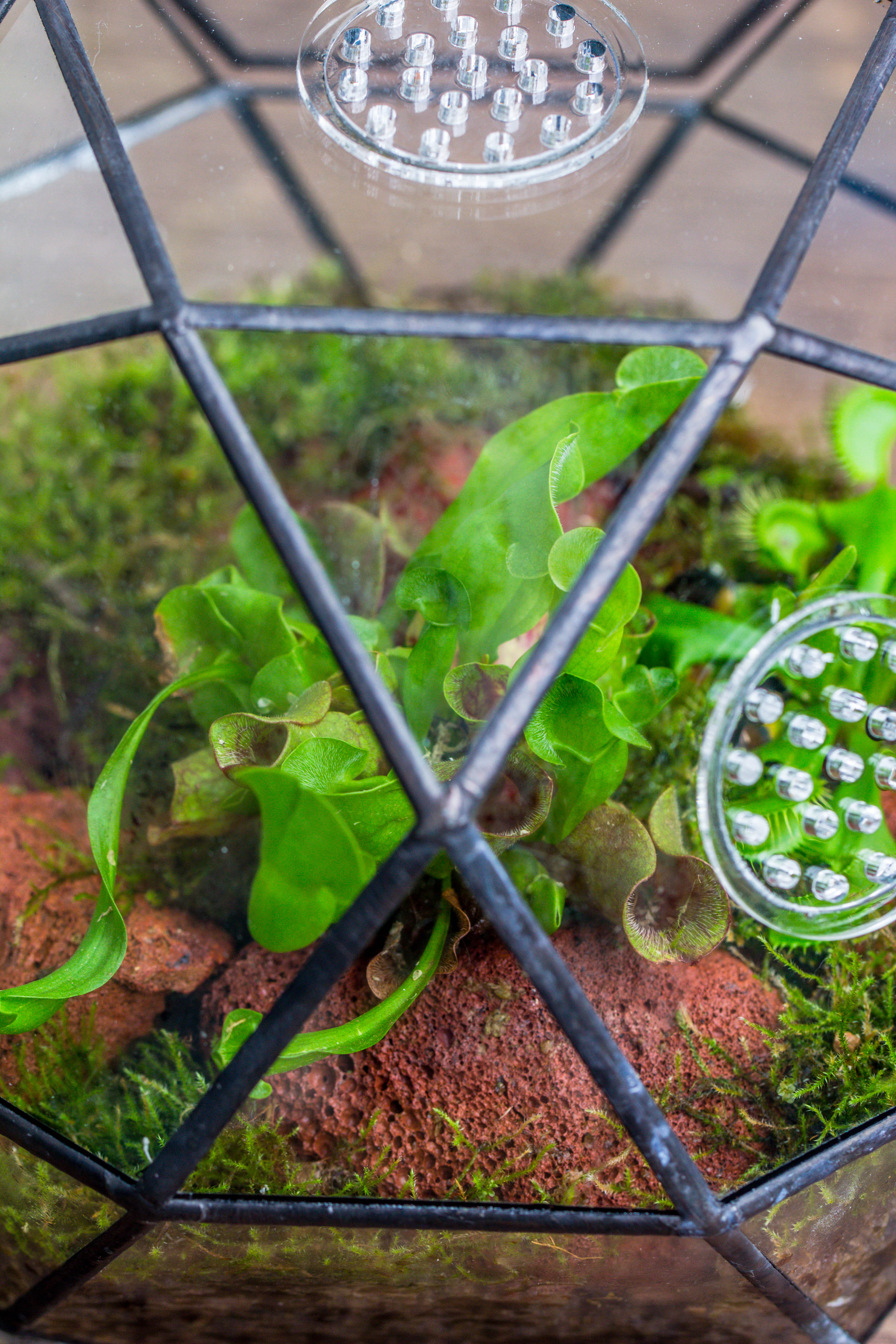 Handmade Close Triangular Pentagon Mix 32-Sides Clear Glass Geometric Centerpiece Terrarium for moss - NCYPgarden