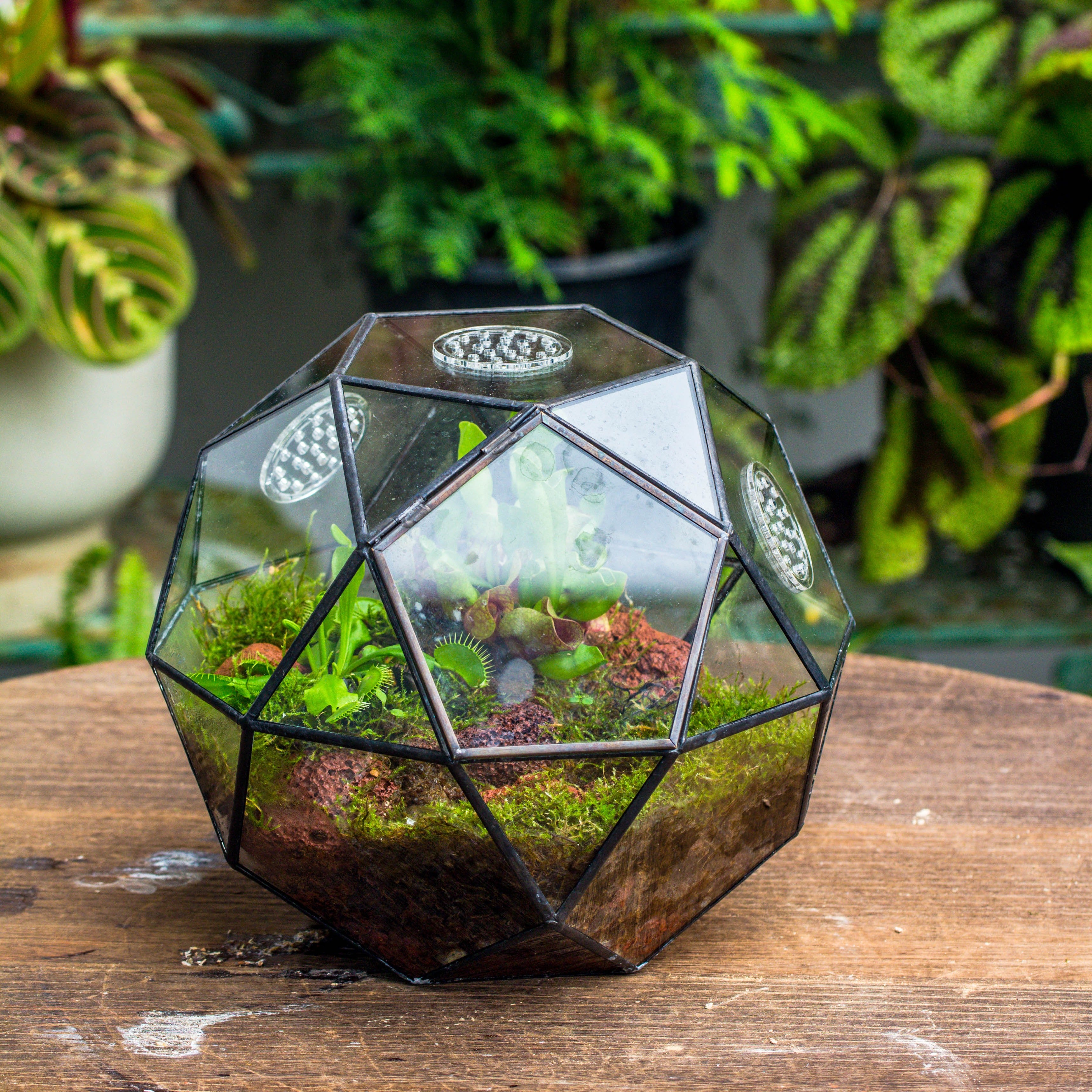 Handmade Close Triangular Pentagon Mix 32-Sides Clear Glass Geometric Centerpiece Terrarium for moss - NCYPgarden
