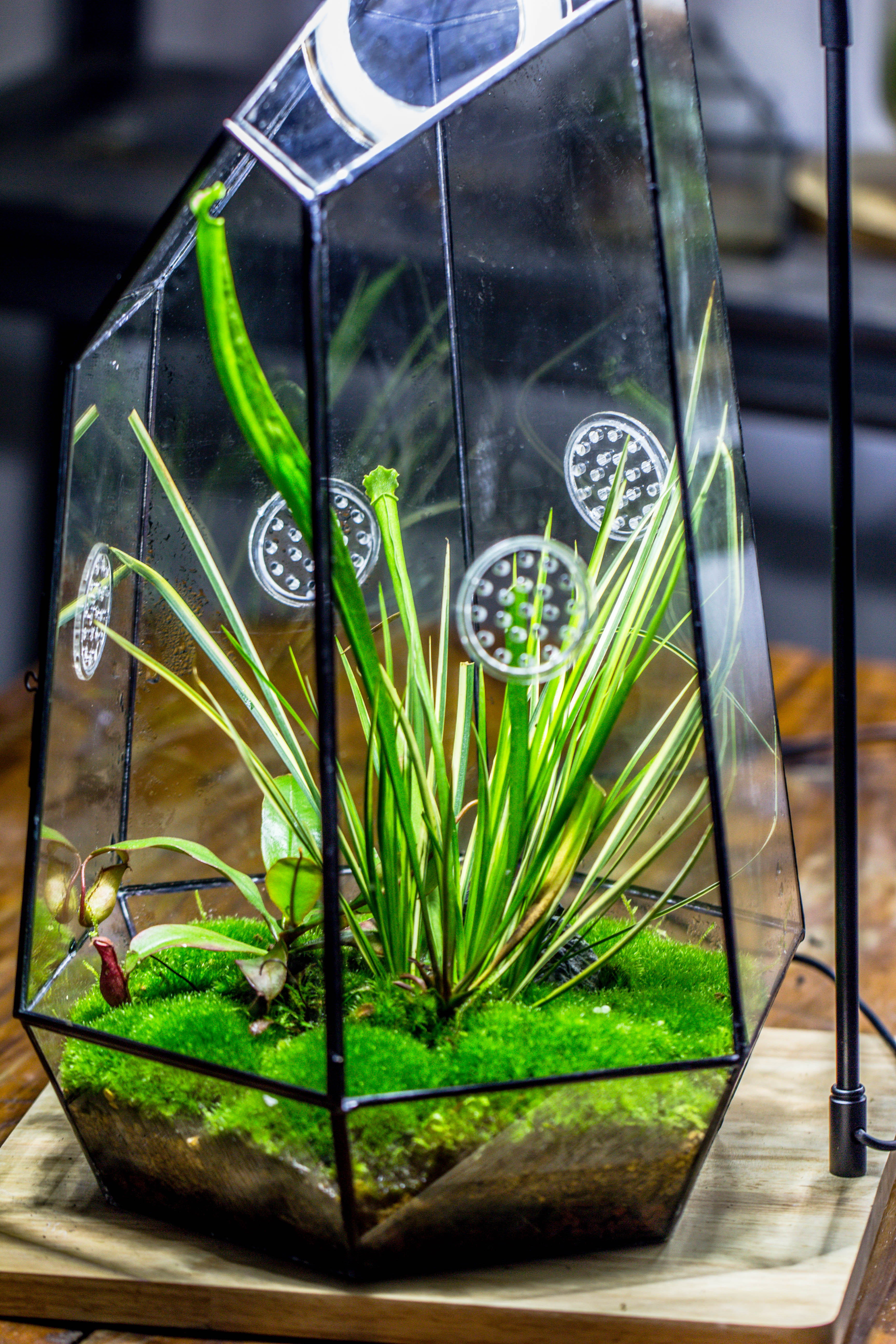 Handmade 41cm / 16" Tall IrregularGlass Geometric Terrarium Box with Vent - NCYPgarden