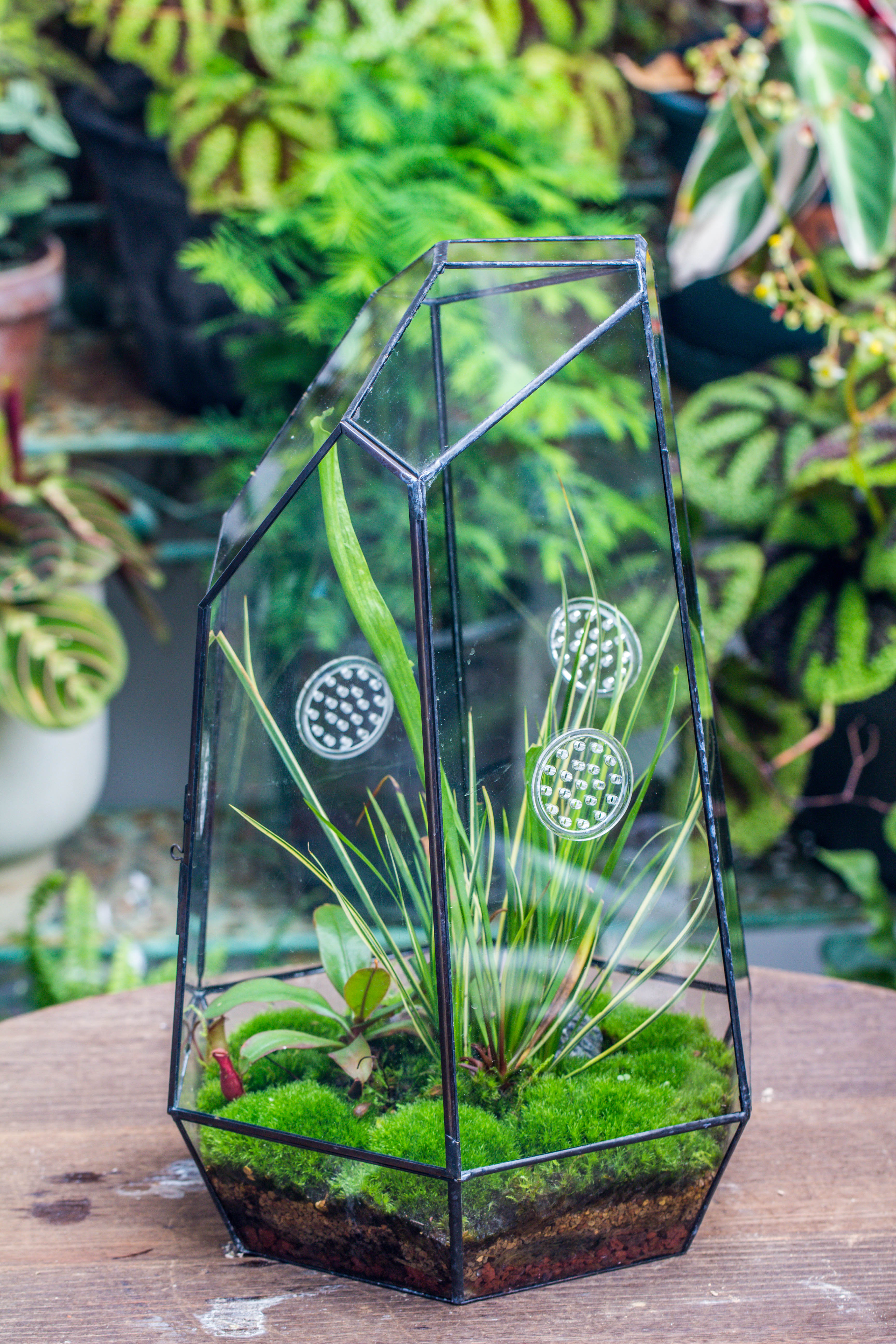 Handmade 41cm / 16" Tall IrregularGlass Geometric Terrarium Box with Vent - NCYPgarden
