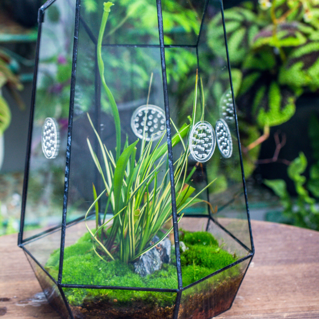 Insects terrariums | NCYPgarden