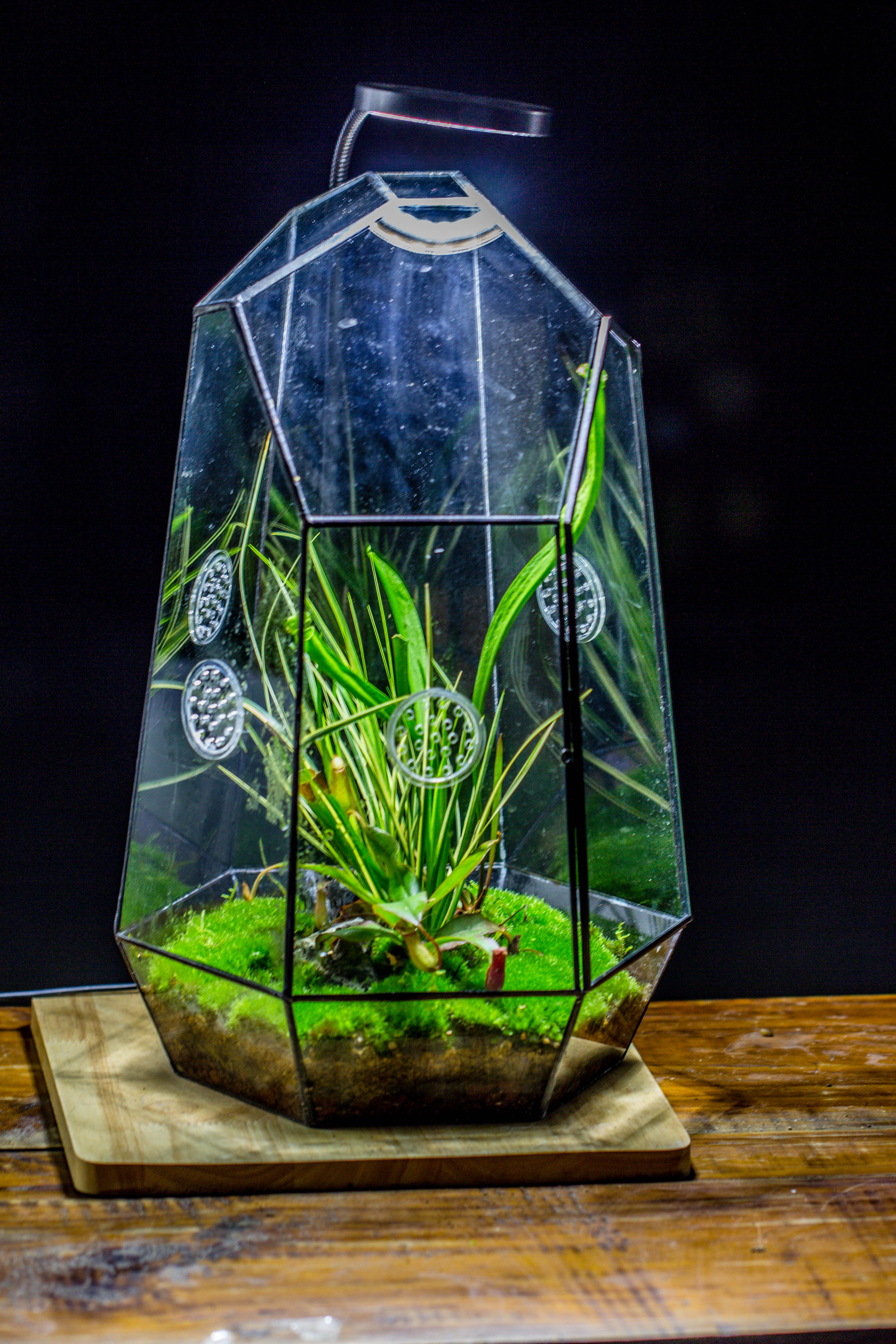 Handmade 41cm / 16" Tall IrregularGlass Geometric Terrarium Box with Vent - NCYPgarden