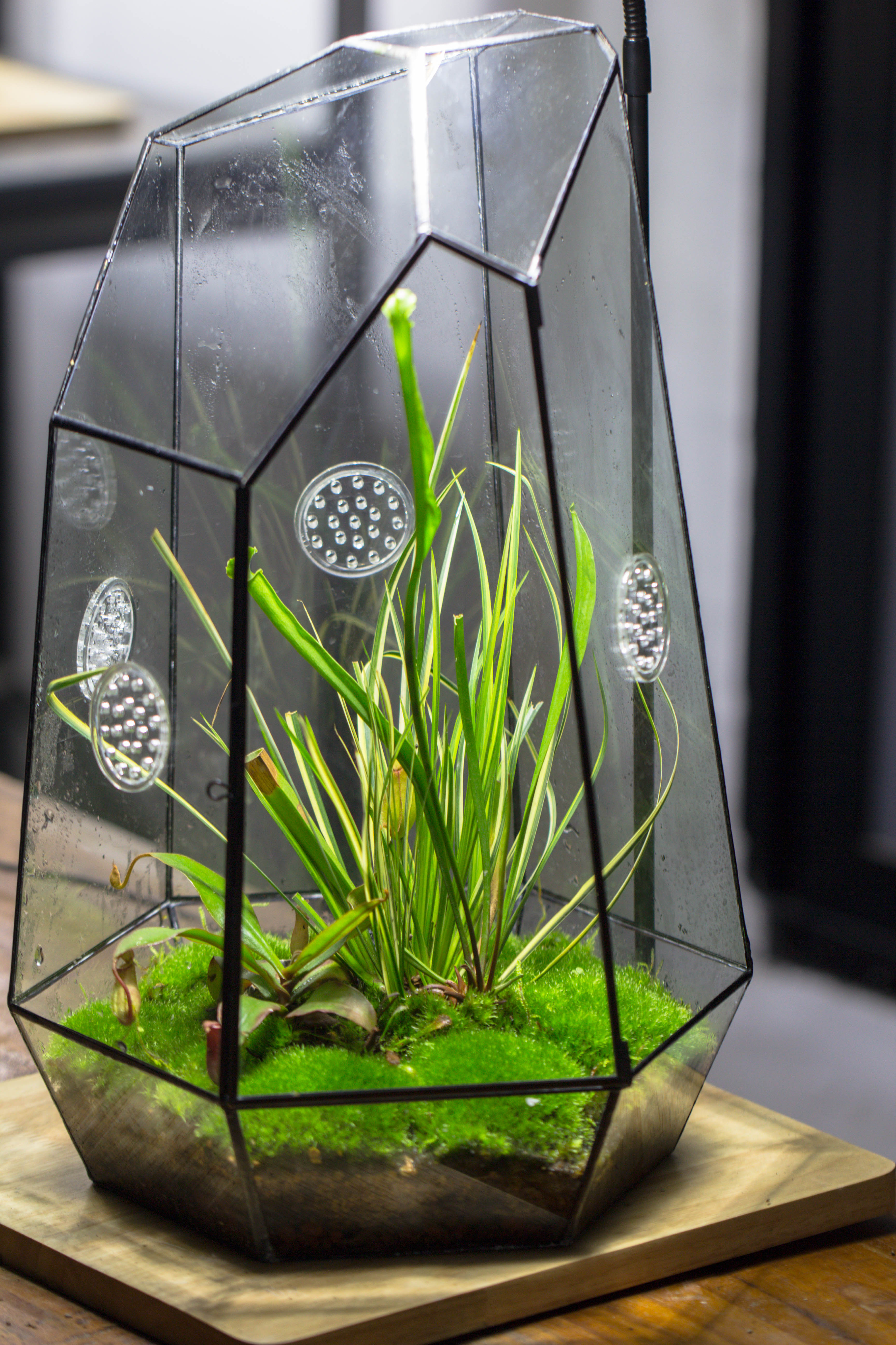 Handmade 41cm / 16" Tall IrregularGlass Geometric Terrarium Box with Vent - NCYPgarden