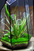 Handmade 41cm / 16" Tall IrregularGlass Geometric Terrarium Box with Vent - NCYPgarden