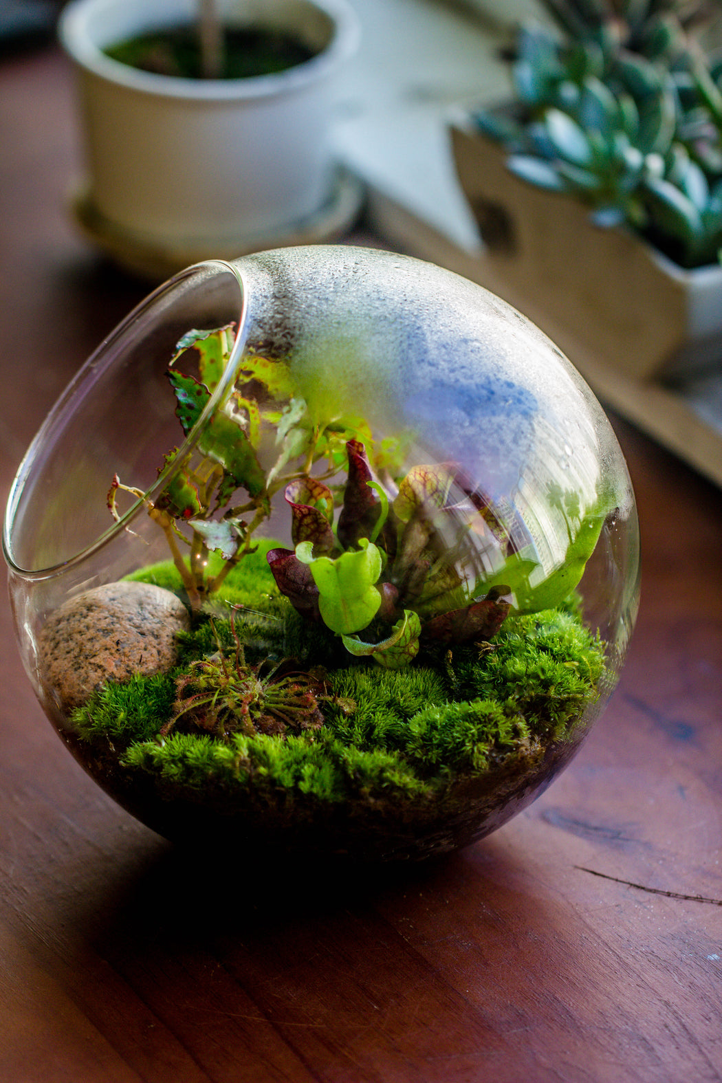 A glass terrarium, a little moss, and a mandrake. This piece makes