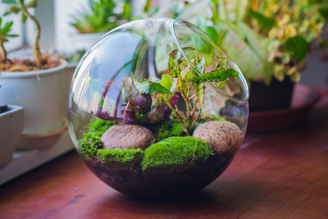 Marimo Moss Ball Terrarium live plants Kit DIY