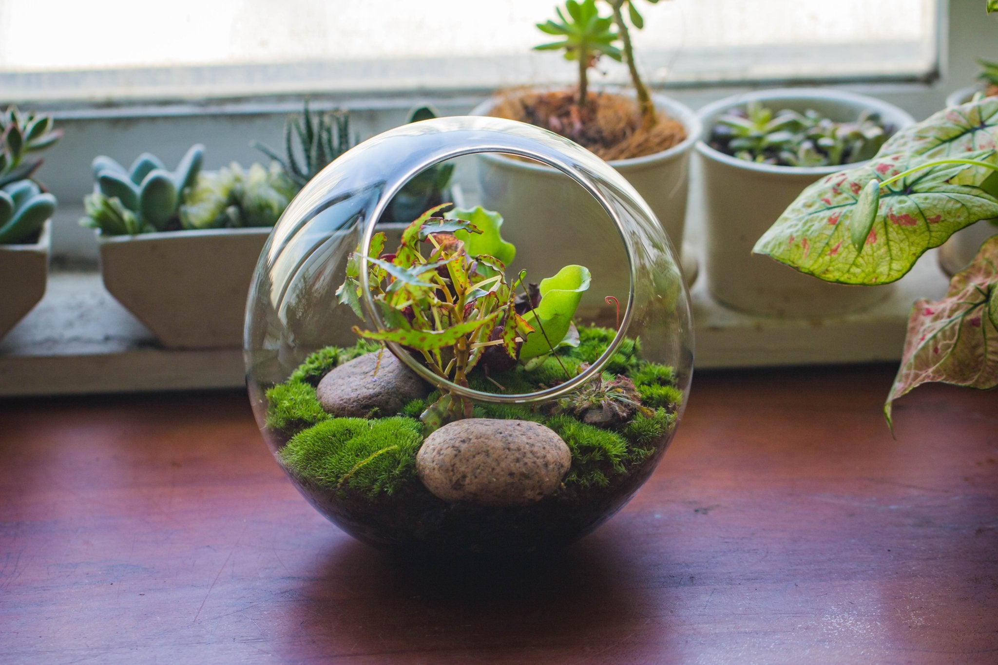 plant terrarium nearby Glass Sphere Terrarium with cut Kit for planting Moss, carnivorous plant, begonia