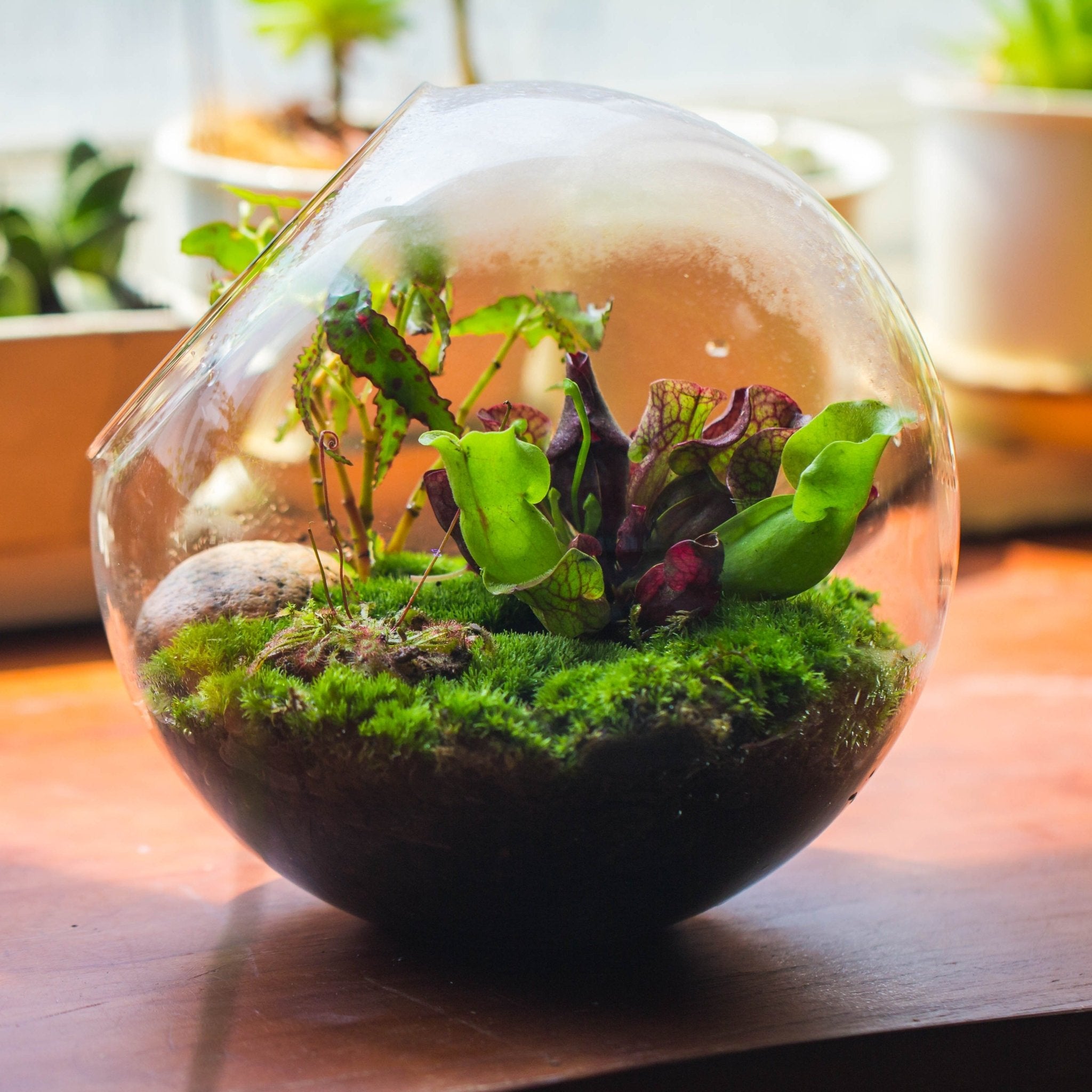 glass bowl terrarium plants Glass Sphere Terrarium with cut Kit for planting Moss, carnivorous plant, begonia