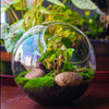 Glass Sphere Terrarium with cut Kit for planting Moss, carnivorous plant, begonia - NCYPgarden