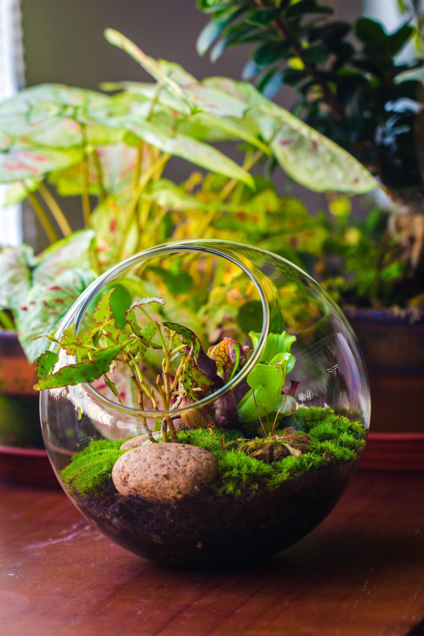 terrarium with plants included Glass Sphere Terrarium with cut Kit for planting Moss, carnivorous plant, begonia