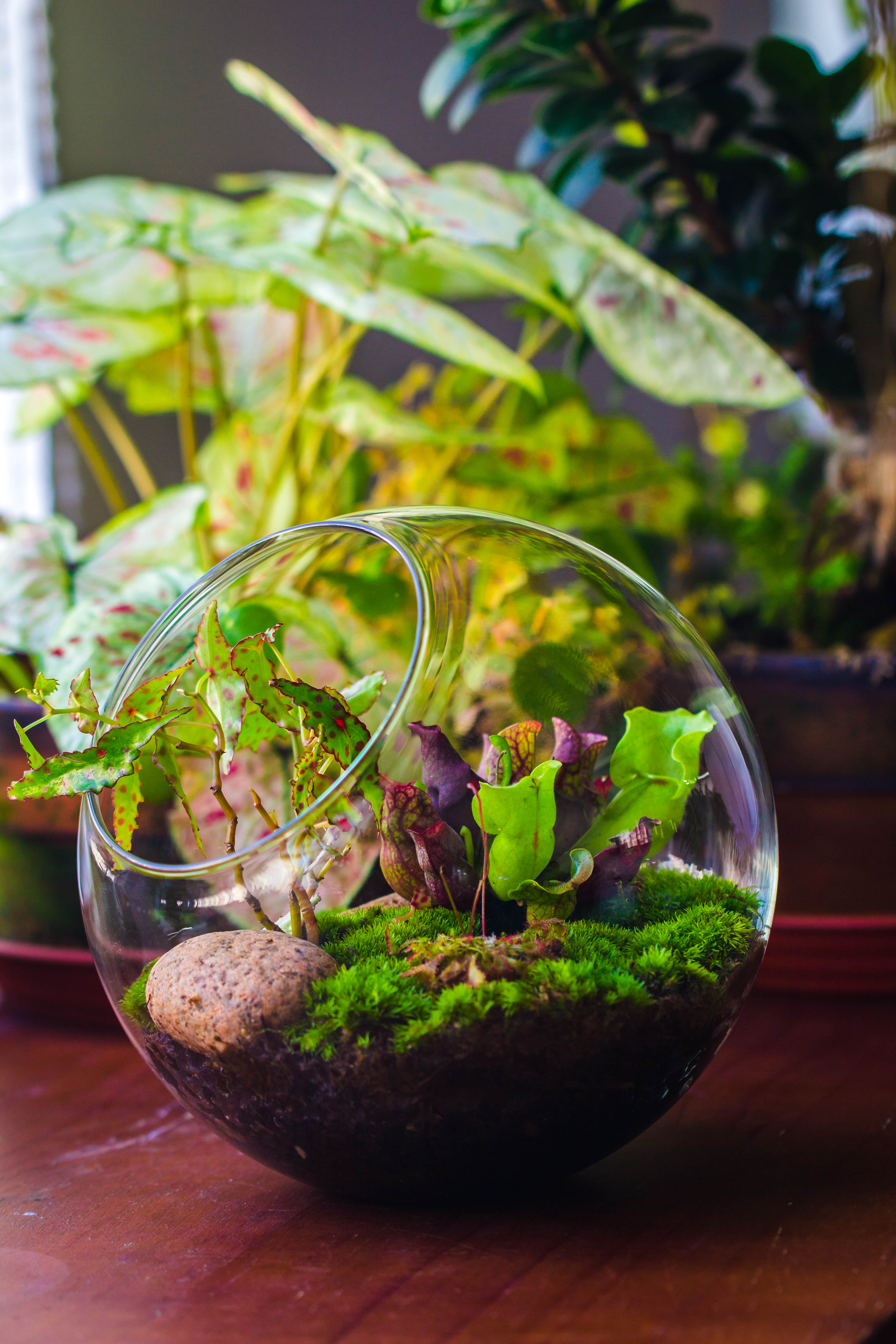 Glass Sphere Terrarium with cut Kit for planting Moss, carnivorous plant, begonia - NCYPgarden
