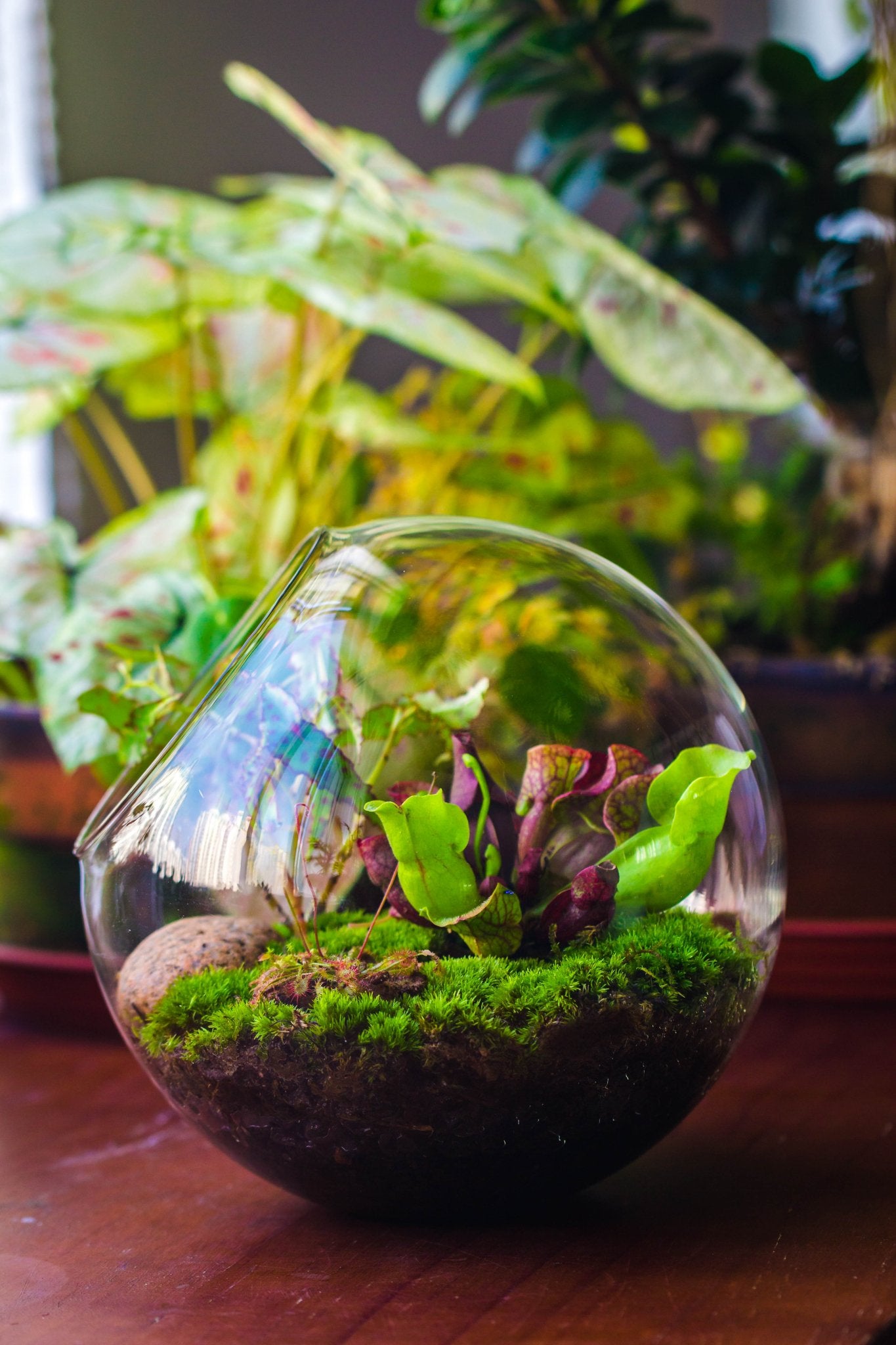 carnivorous plants in a terrarium Shop Glass Sphere Terrarium with cut – NCYPgarden