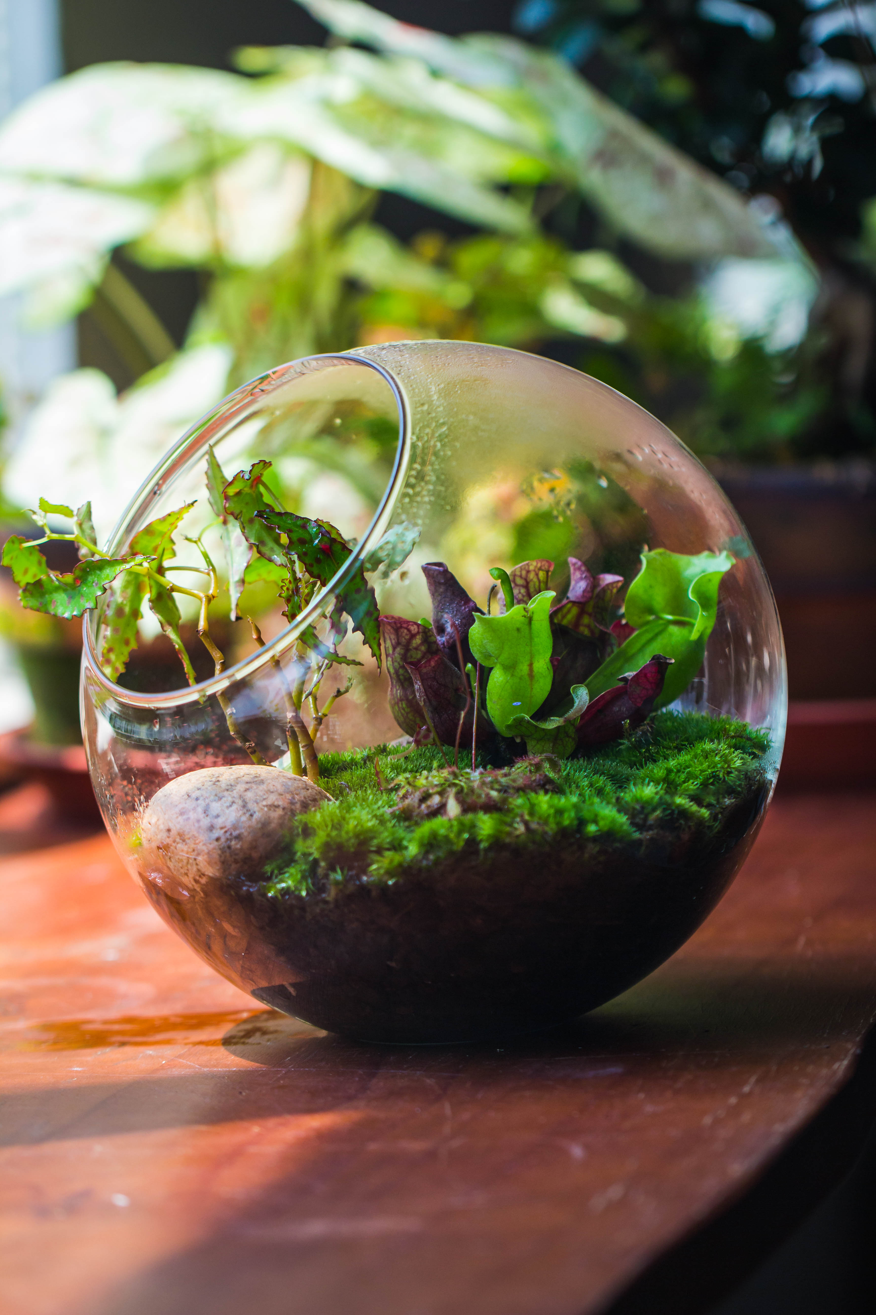 Glass Sphere Terrarium with cut Kit for planting Moss, carnivorous plant, begonia - NCYPgarden