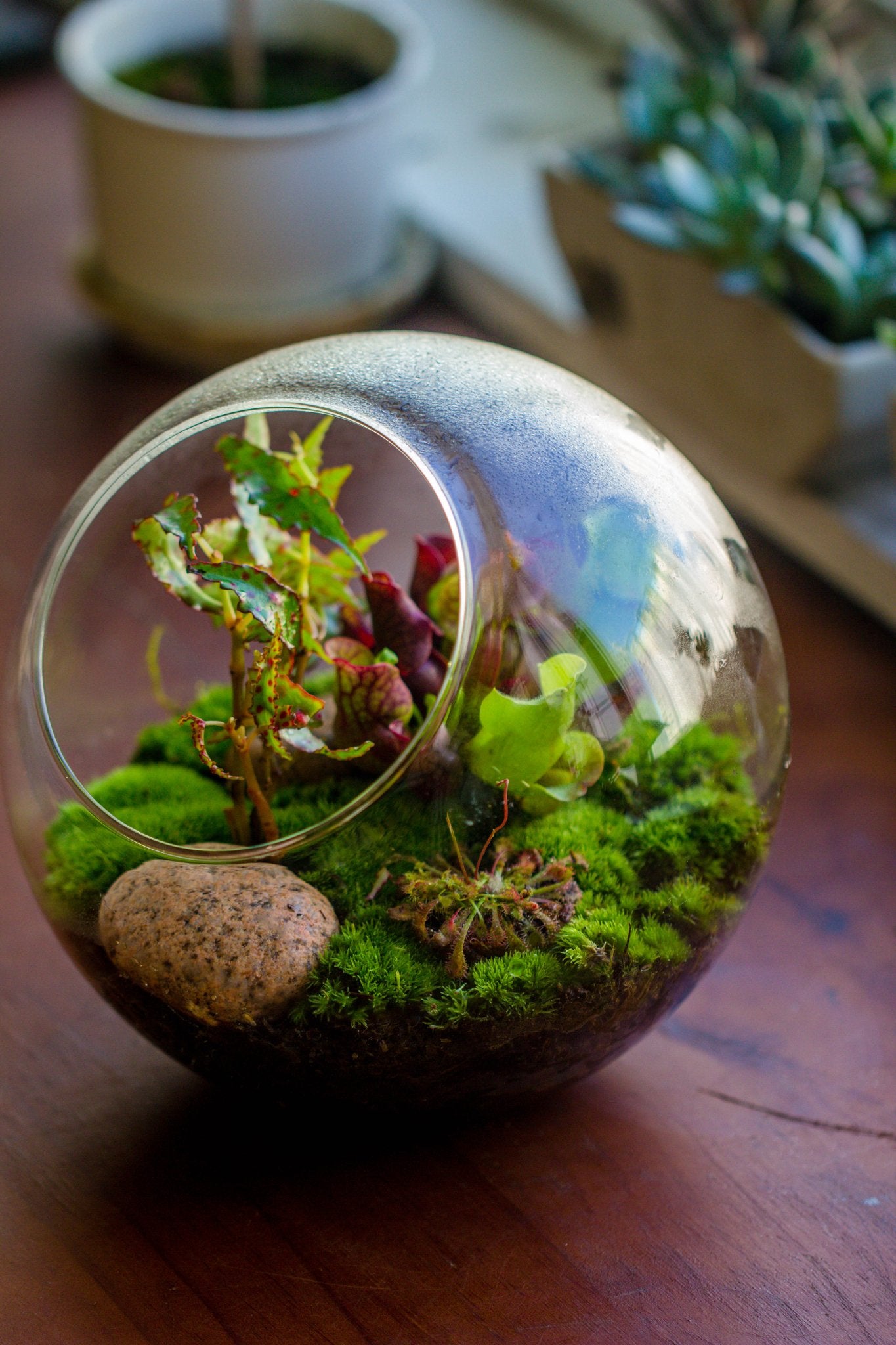 indoor plants in glass bowl Glass Sphere Terrarium with cut Kit for planting Moss, carnivorous plant, begonia
