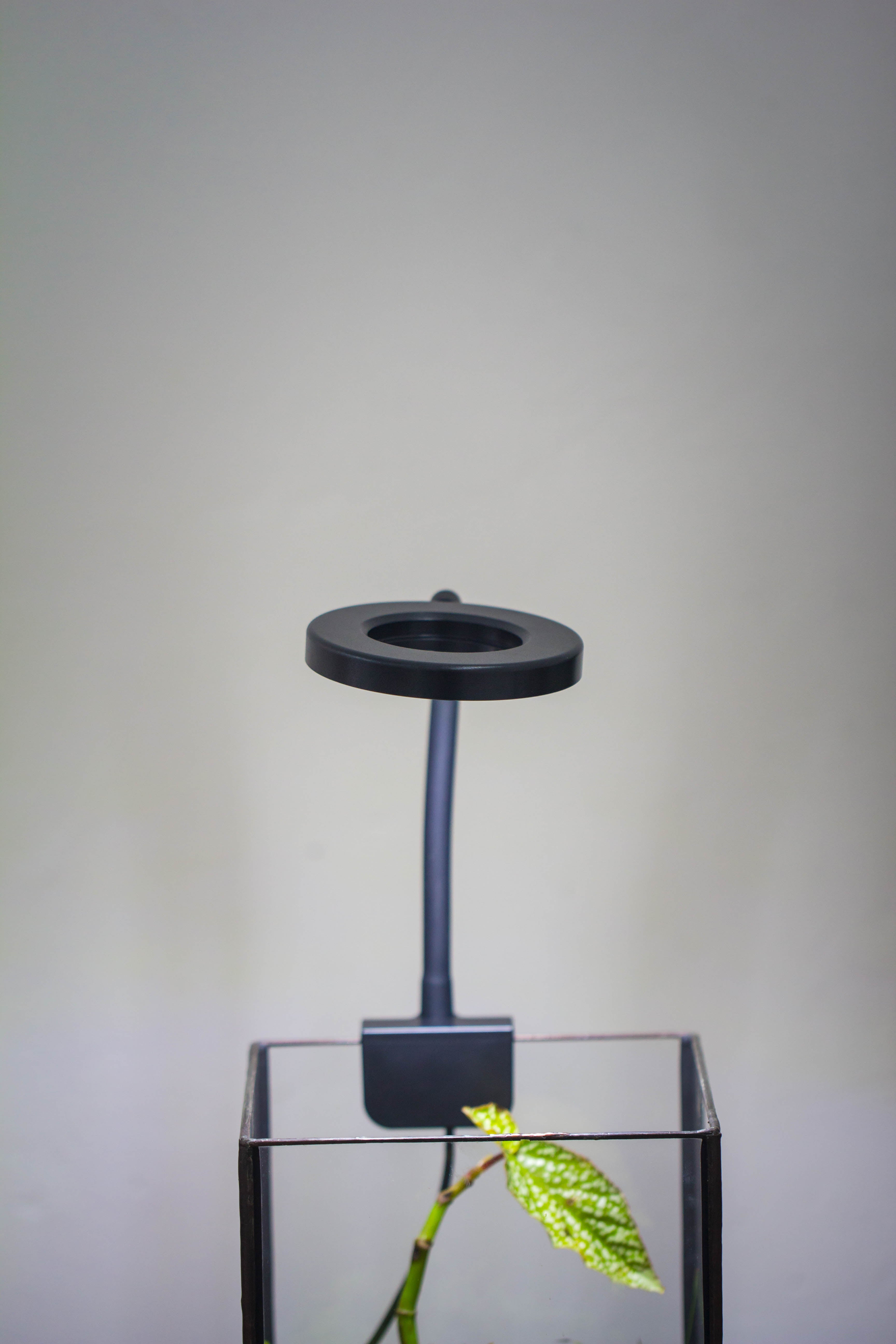 NCYP Clip Grow LED Light, gooseneck, USB, 10W, Display, Adjustable, for Succulents, Open Terrarium, Fish Tank, Moss, Fern, Tropical Plants - NCYPgarden