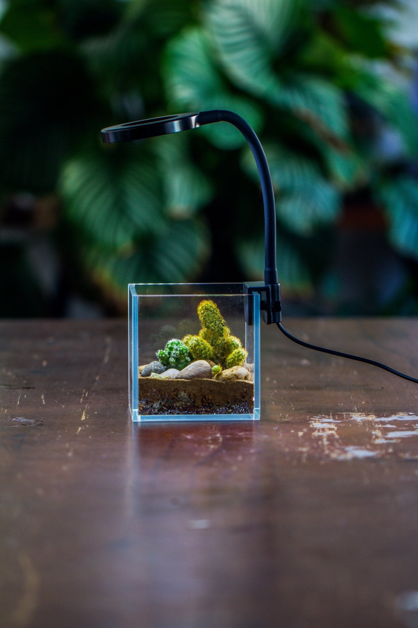 grow lights for tropical plants NCYP Clip Grow LED Light, gooseneck, USB, 10W, Display, Adjustable, for Succulents, Open Terrarium, Fish Tank, Moss, Fern, Tropical Plants