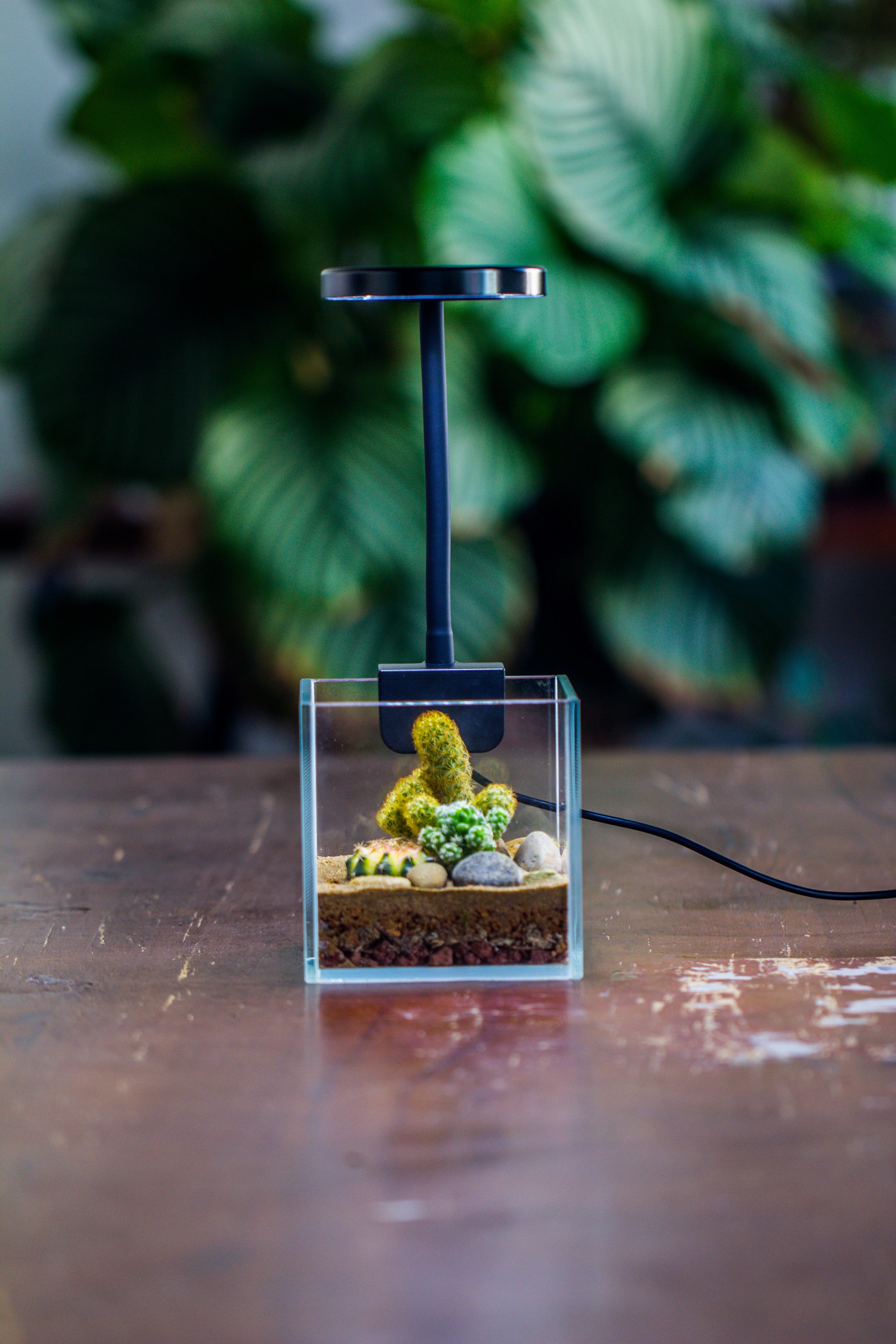 NCYP Clip Grow LED Light, gooseneck, USB, 10W, Display, Adjustable, for Succulents, Open Terrarium, Fish Tank, Moss, Fern, Tropical Plants - NCYPgarden