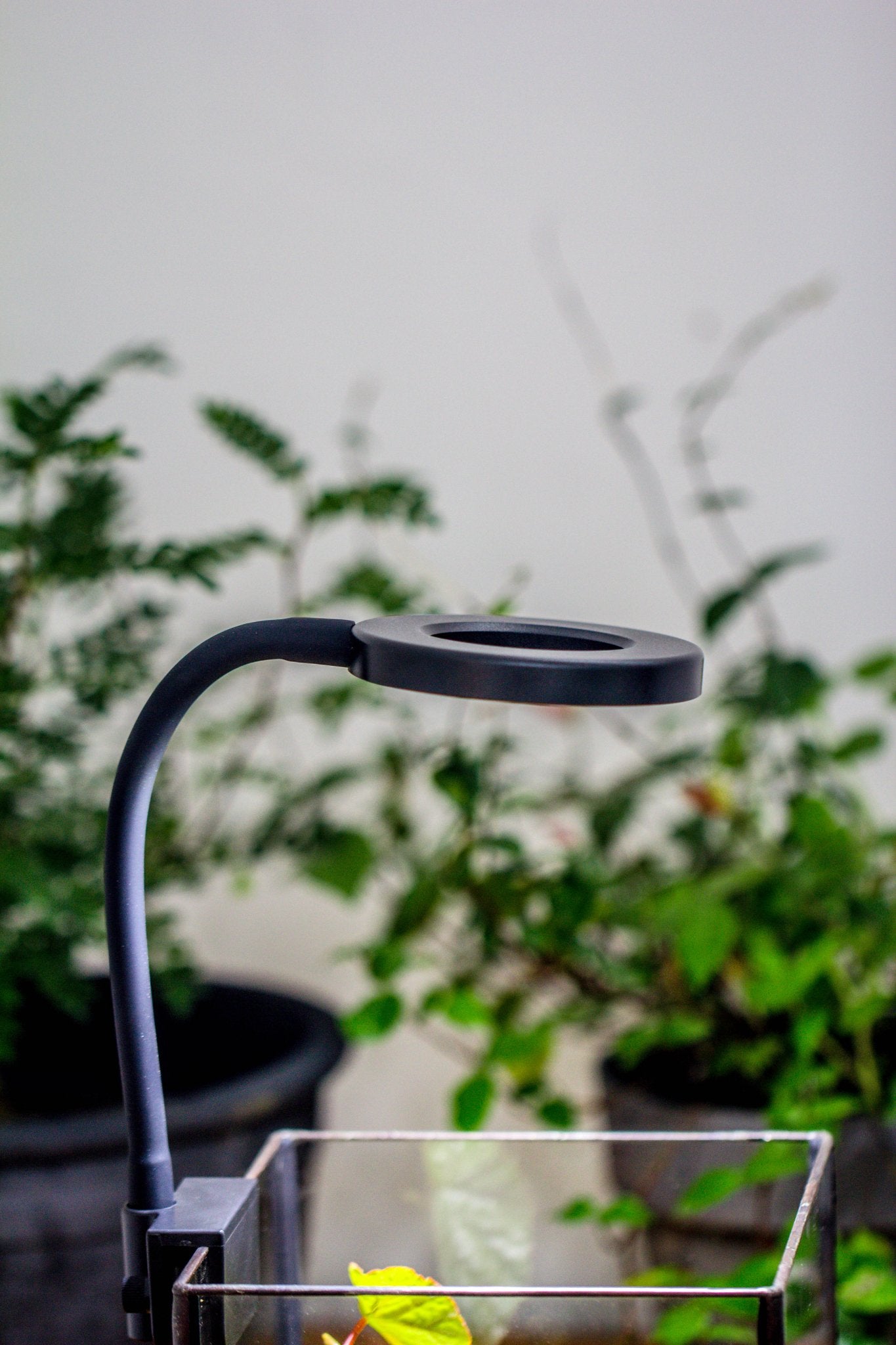 grow light for tropical plants NCYP Clip Grow LED Light, gooseneck, USB, 10W, Display, Adjustable, for Succulents, Open Terrarium, Fish Tank, Moss, Fern, Tropical Plants