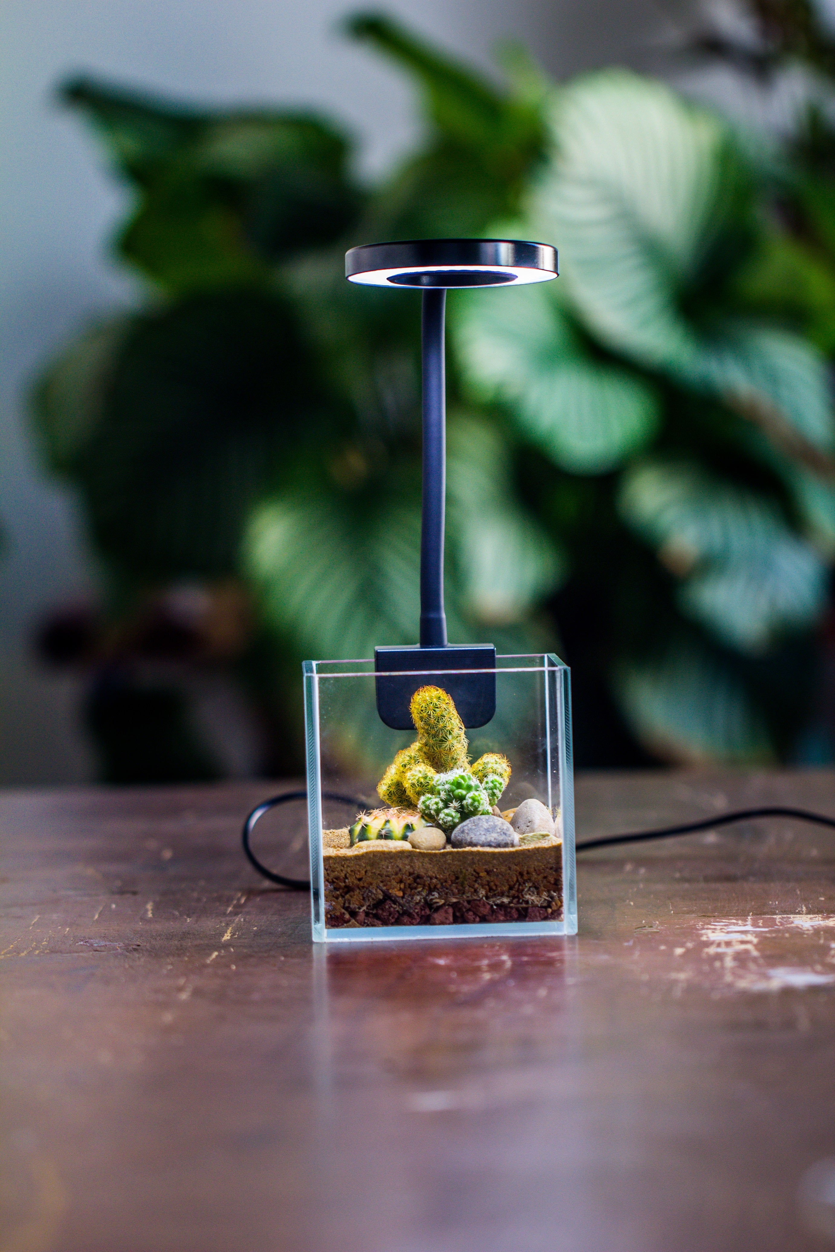 NCYP Clip Grow LED Light, gooseneck, USB, 10W, Display, Adjustable, for Succulents, Open Terrarium, Fish Tank, Moss, Fern, Tropical Plants - NCYPgarden