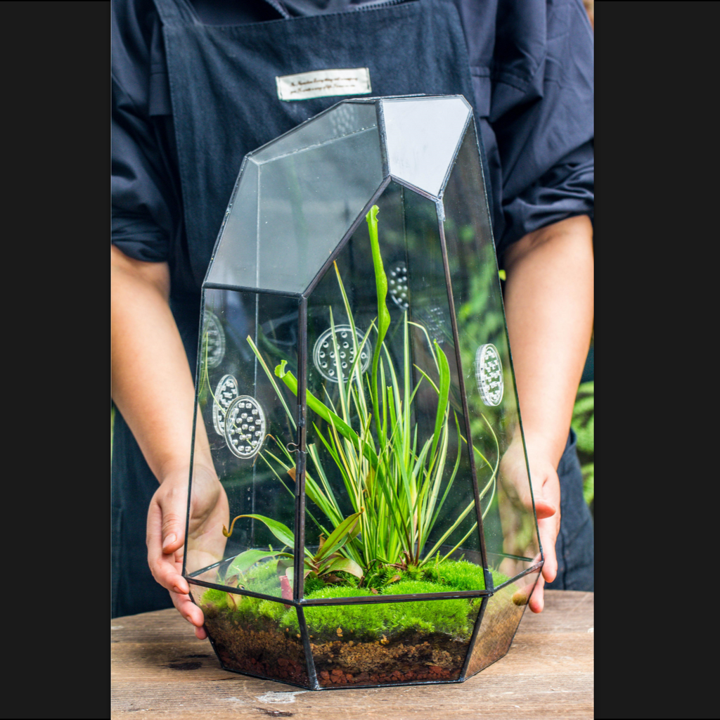 Insects terrariums | NCYPgarden
