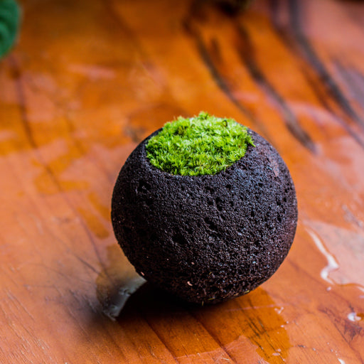 DIY Set 9cm / 3.5" Round Horticultural Lava Rock Volcanic Rock Planter and moss building kit - NCYPgarden