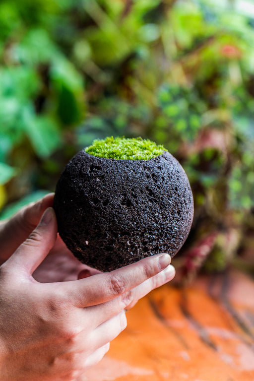 DIY Set 9cm / 3.5" Round Horticultural Lava Rock Volcanic Rock Planter and moss building kit - NCYPgarden
