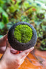 DIY set 12cm / 4.7" Round Horticultural Lava Rock Volcanic Rock Planter and moss planting kit - NCYPgarden