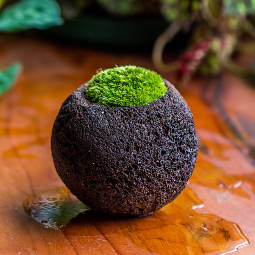 DIY set 10cm / 3.7" Round Horticultural Lava Rock Volcanic Rock Planterwith moss building kit - NCYPgarden