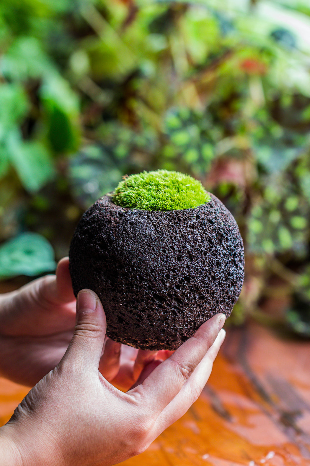 DIY set 10cm / 3.7" Round Horticultural Lava Rock Volcanic Rock Planterwith moss building kit - NCYPgarden