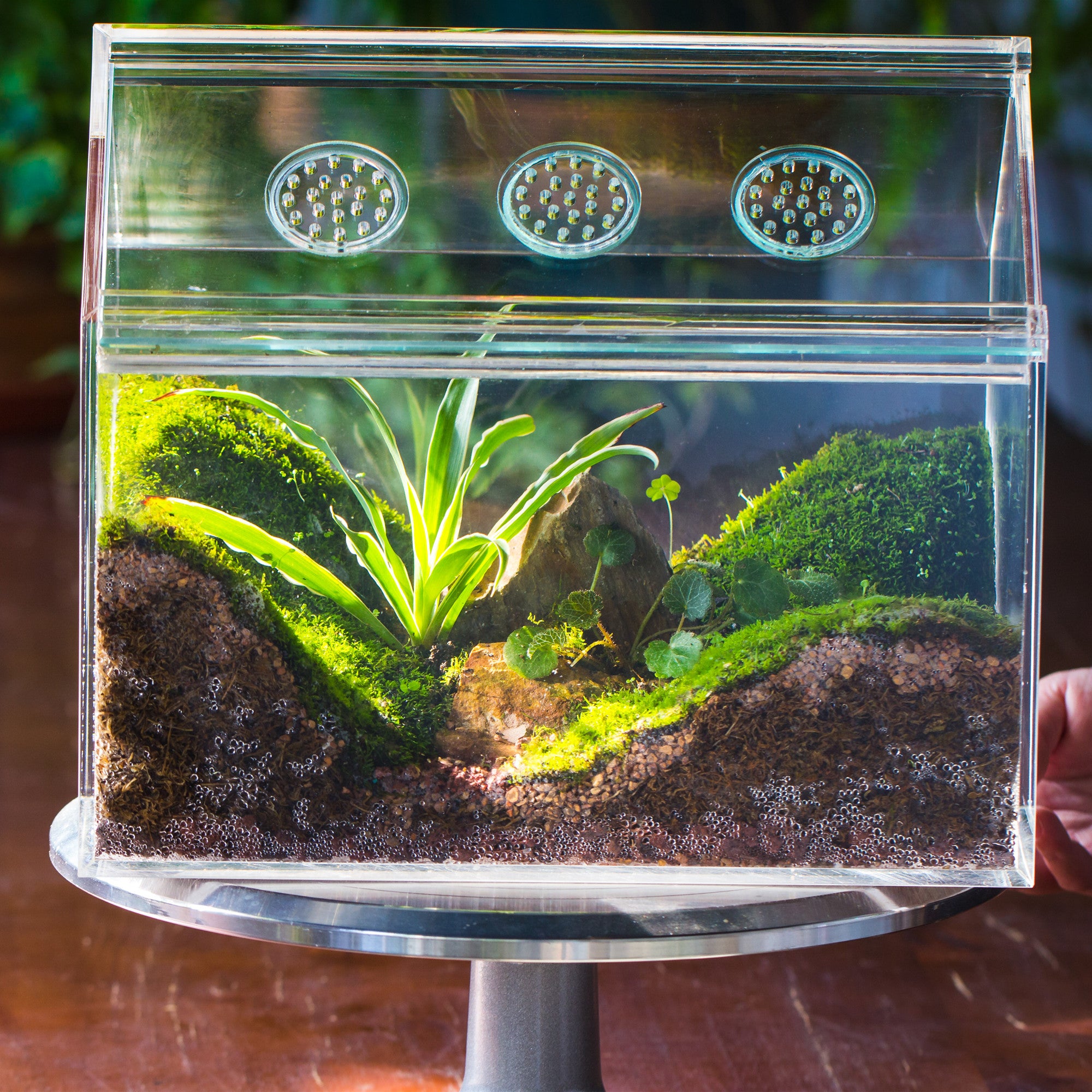 handmade water tight, sealed, enclosed, house acrylic terrarium, fish tank, moss fern terrarium Paludarium  Vivarium, lid with vent - NCYPgarden