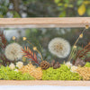 Presered Dandelion Set 3 pcs Dried Flowers, DIY Material for Bouquet, - NCYPgarden