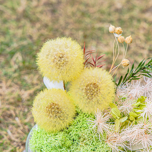 Yellow Presered Dandelion Set 3 pcs Dried Flowers, DIY Material for Bouquet - NCYPgarden