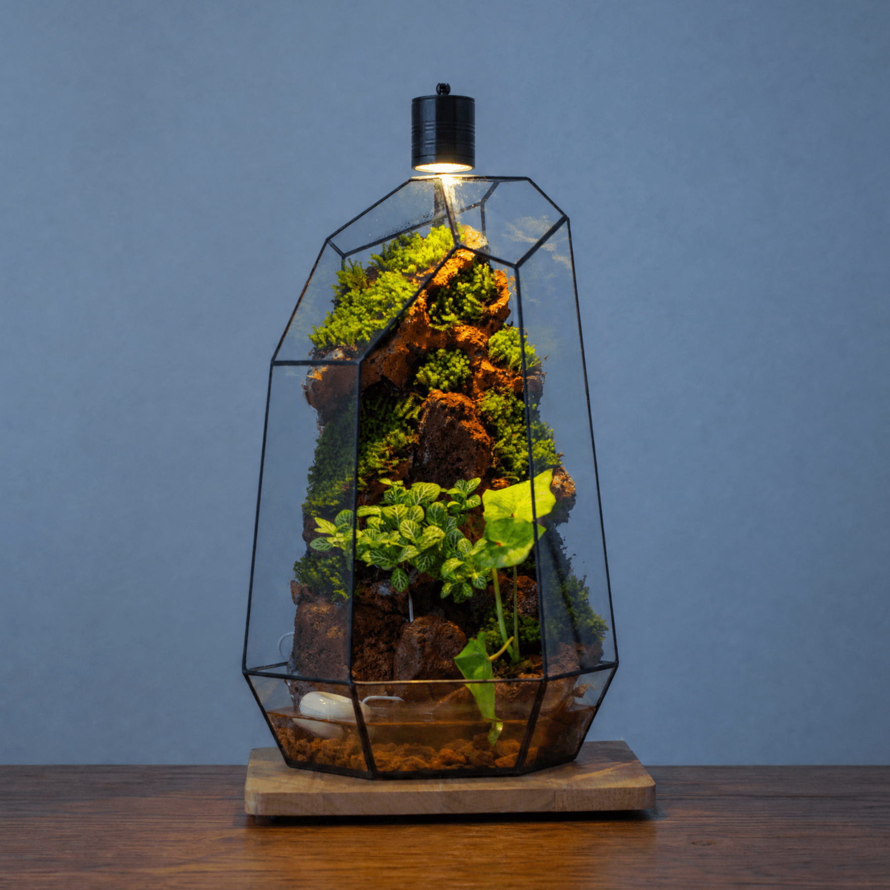 Handmade Extra Large Tall Irregular Glass Geometric Terrarium，Open, Waterproof, with Wire hole - NCYPgarden