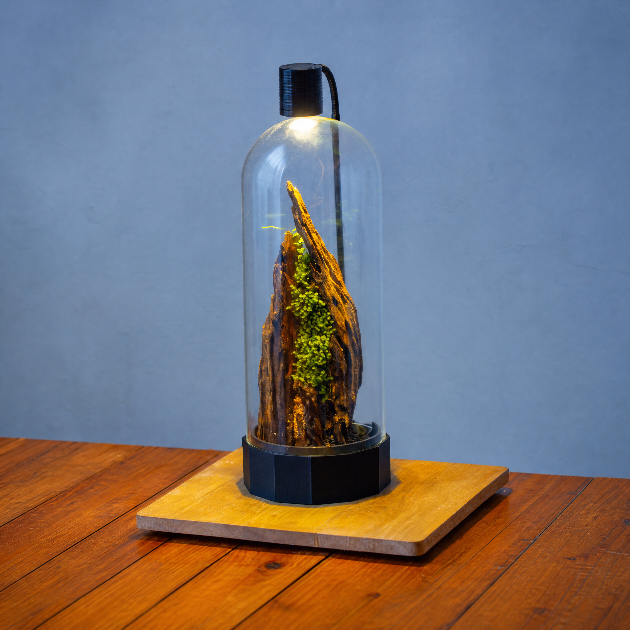 15.7" / 40cm Tall Glass Cloche Terrarium with Planting Base for Moss and Small Tropical Plants