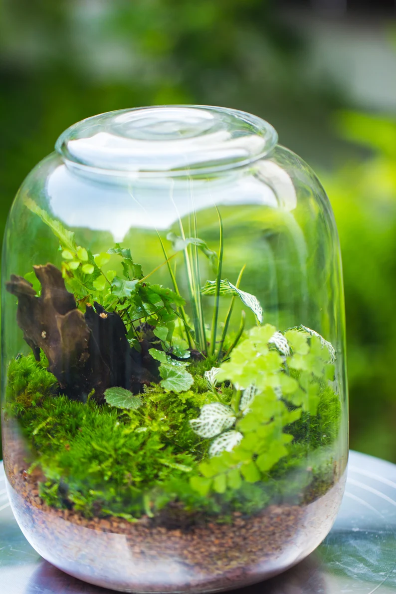 terrarium planting Terrarium Planting Kit Glass Jar and Black LED Grow light with Base kit, with Planting Material, DIY kit