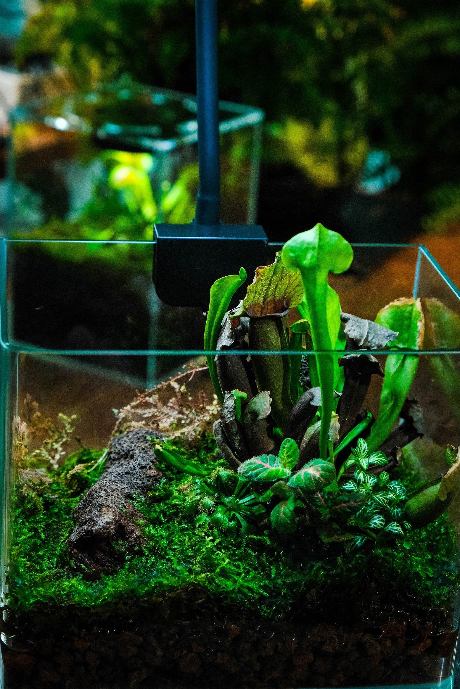 Open Moss Terrarium Building DIY Set with LED for Carnivorous Plants: pitcher - NCYPgarden