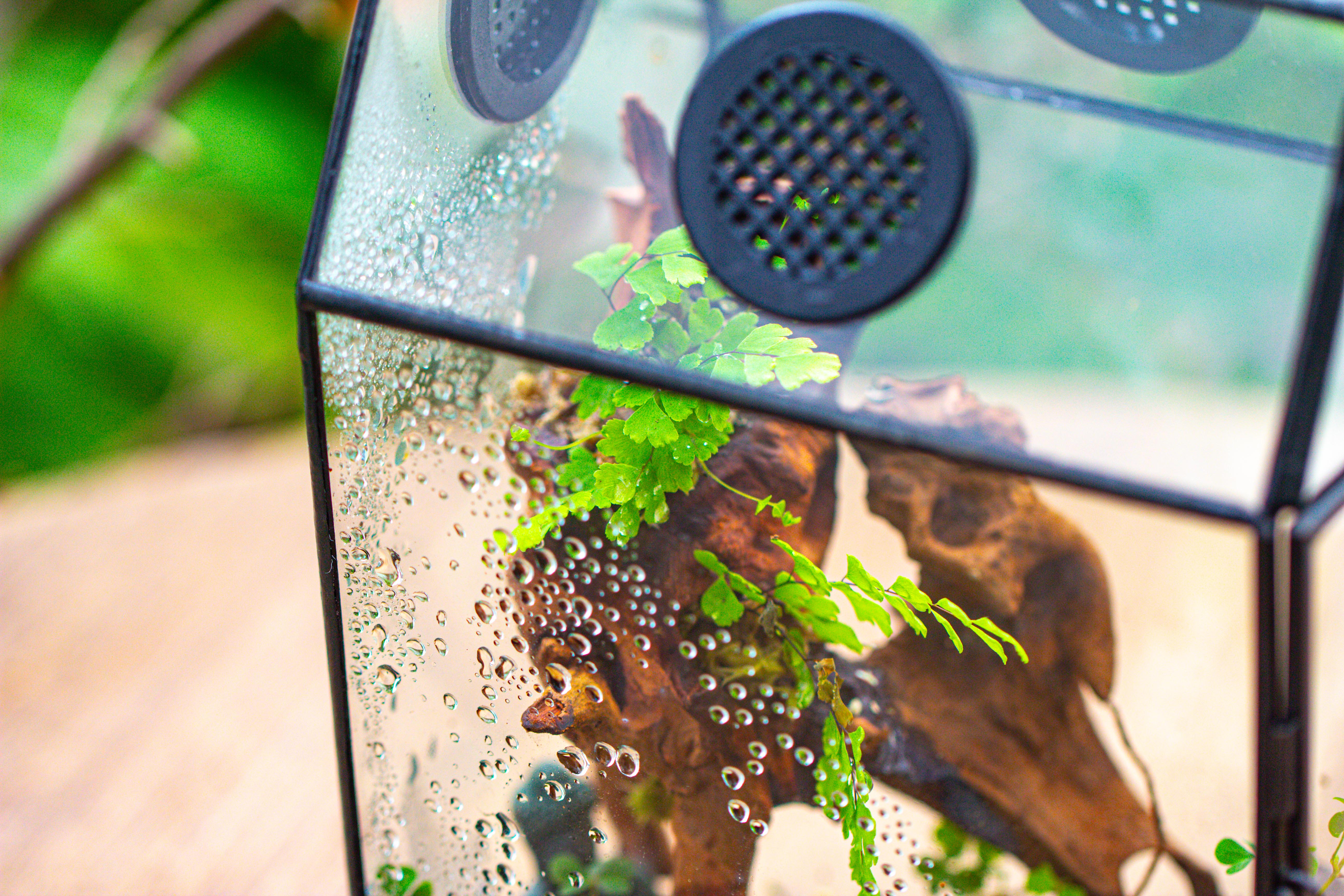 Coffin-Shaped Tin Glass Terrarium Enclosure, Gothic Style, for Jumping Spider, Insects, Snails - NCYPgarden