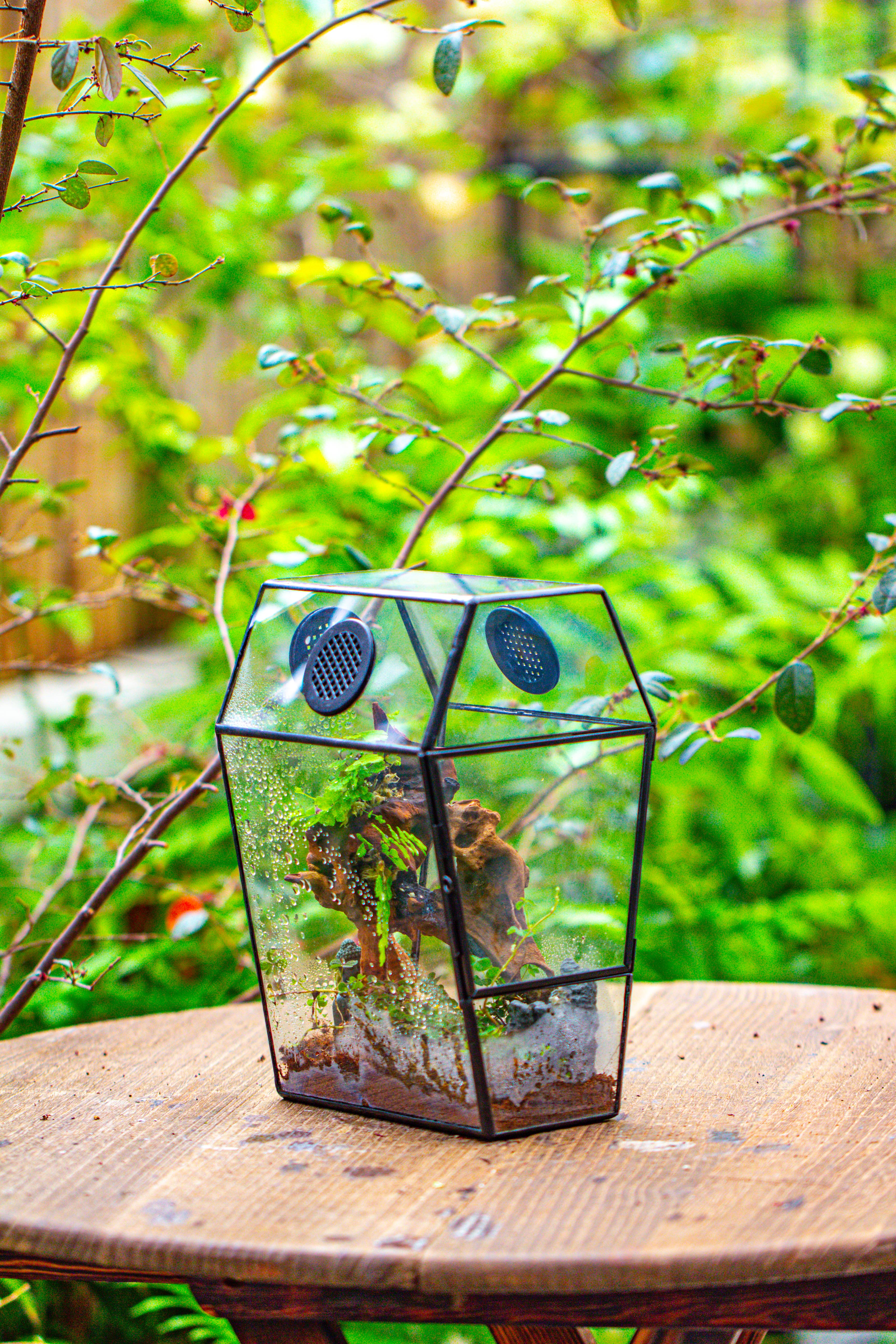 Coffin-Shaped Tin Glass Terrarium Enclosure, Gothic Style, for Jumping Spider, Insects, Snails - NCYPgarden