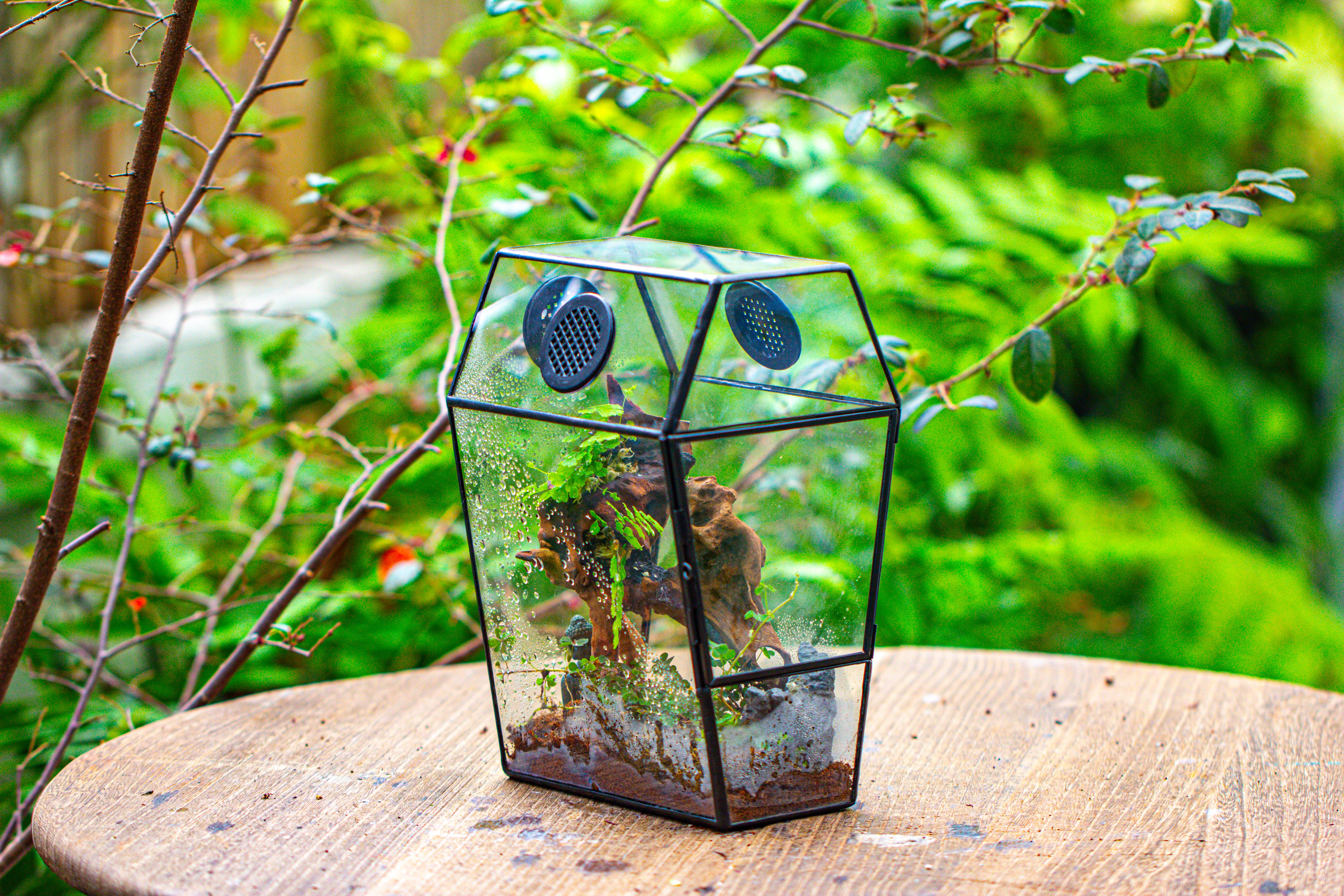 Coffin-Shaped Tin Glass Terrarium Enclosure, Gothic Style, for Jumping Spider, Insects, Snails - NCYPgarden