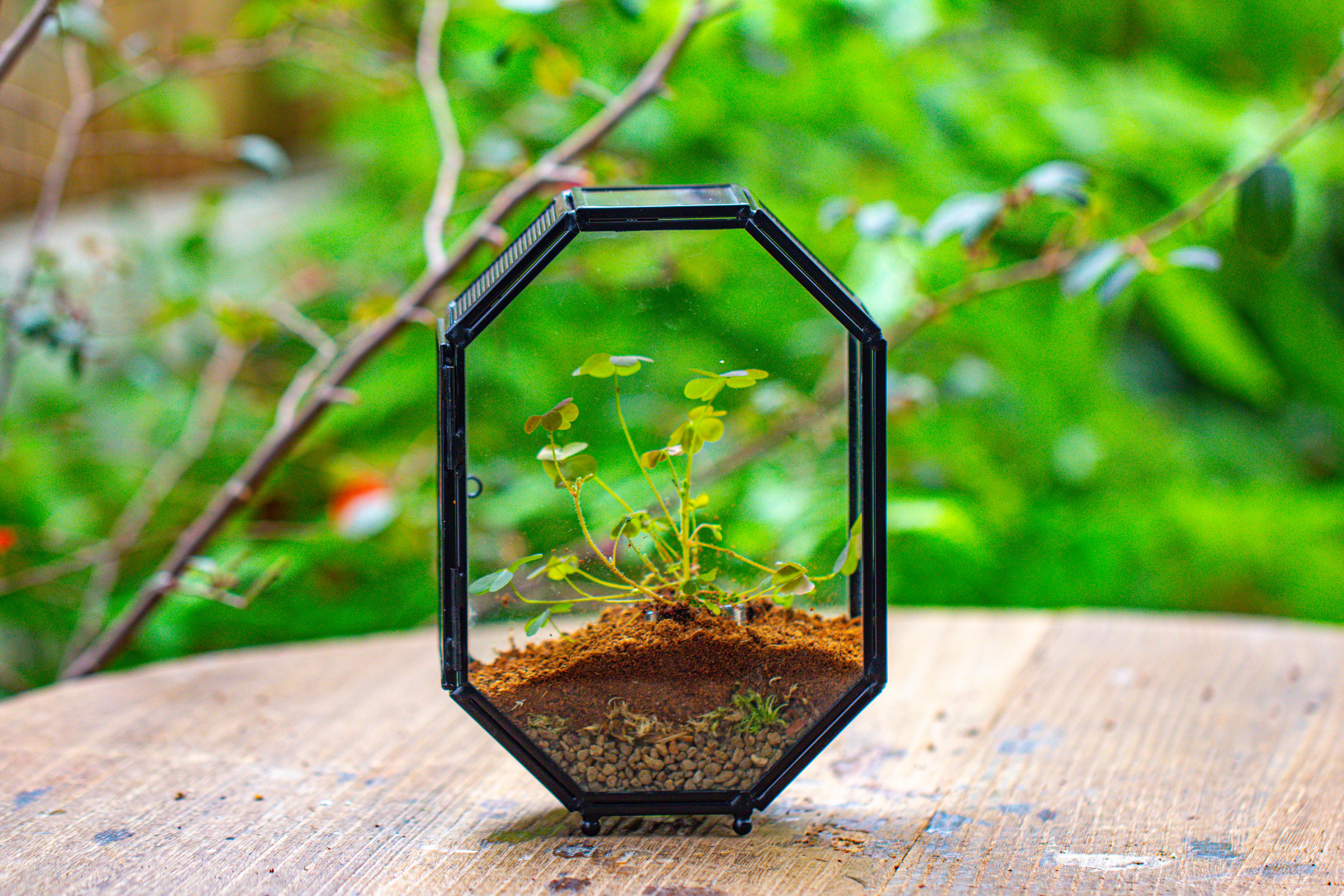 Mini 5x7 inches Octagon Shape Glass Geometric Terrarium Enclosure with Side Vent  for Small Insect, Jumping Spider - NCYPgarden