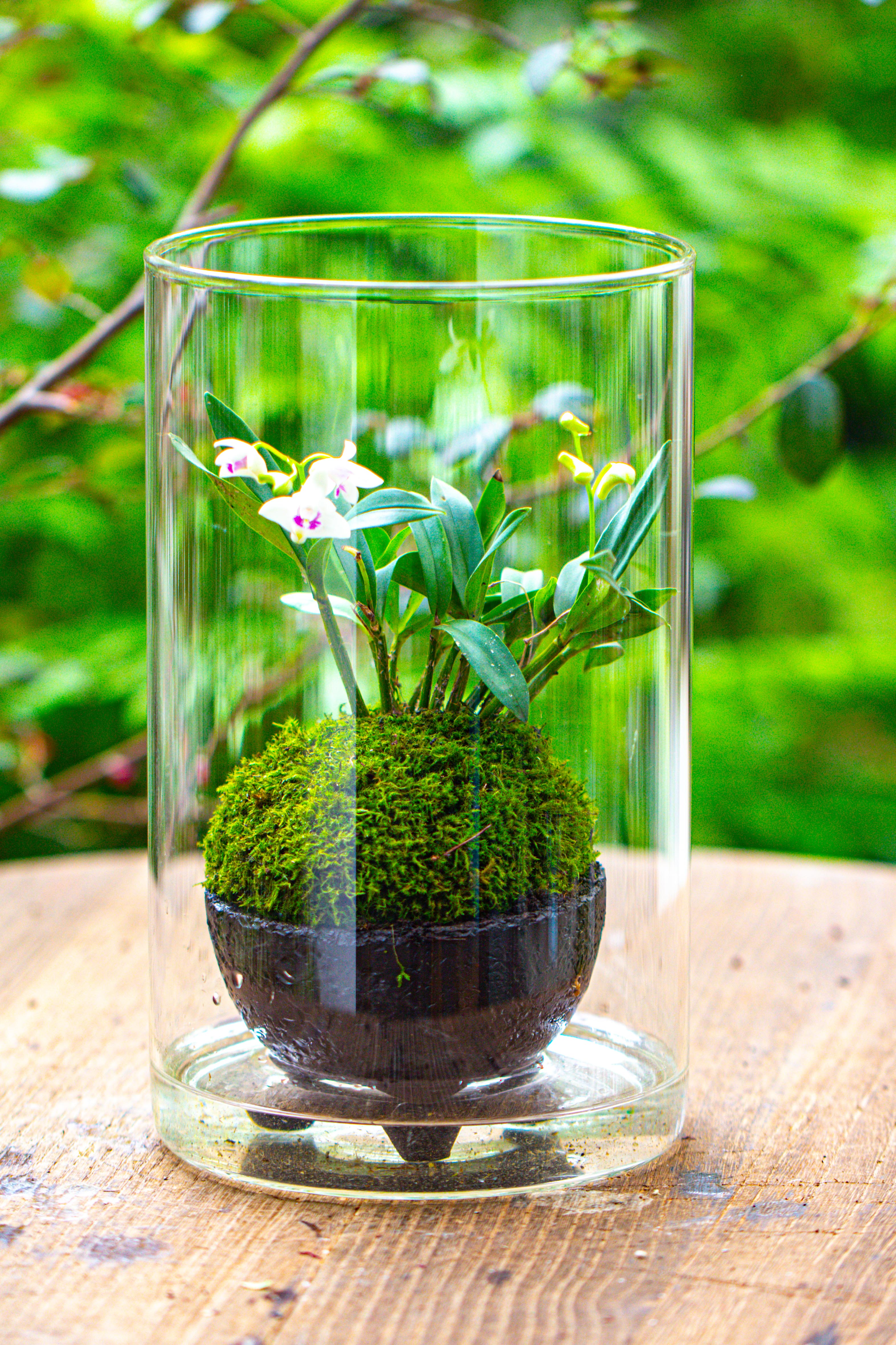 Medium Cylinder Terrarium with LED Grow Lamp, Acrylic Lid Set for Bog, Carnivorous plants -15x25cm - NCYPgarden