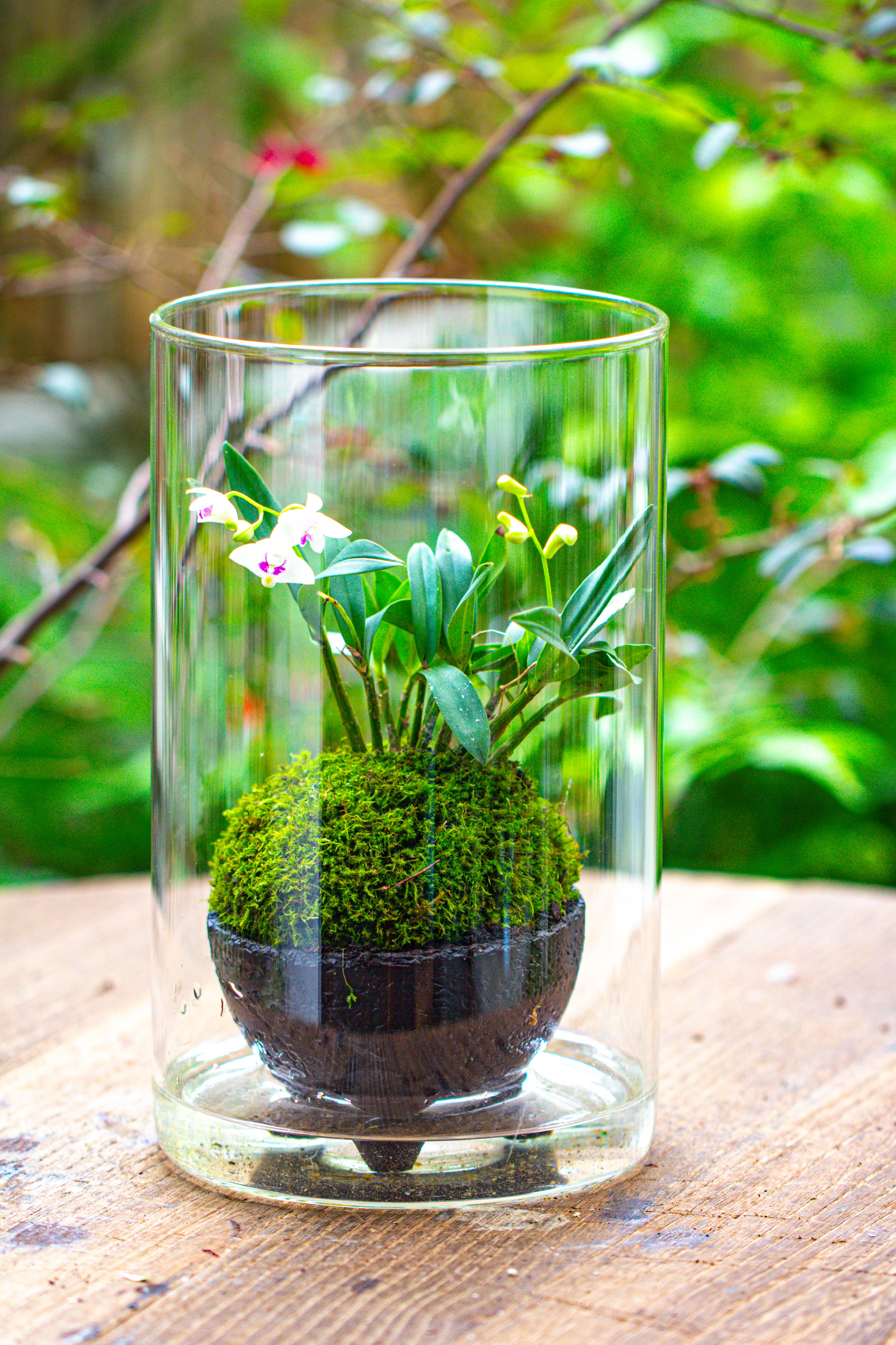 Medium Cylinder Terrarium with LED Grow Lamp, Acrylic Lid Set for Bog, Carnivorous plants -15x25cm - NCYPgarden