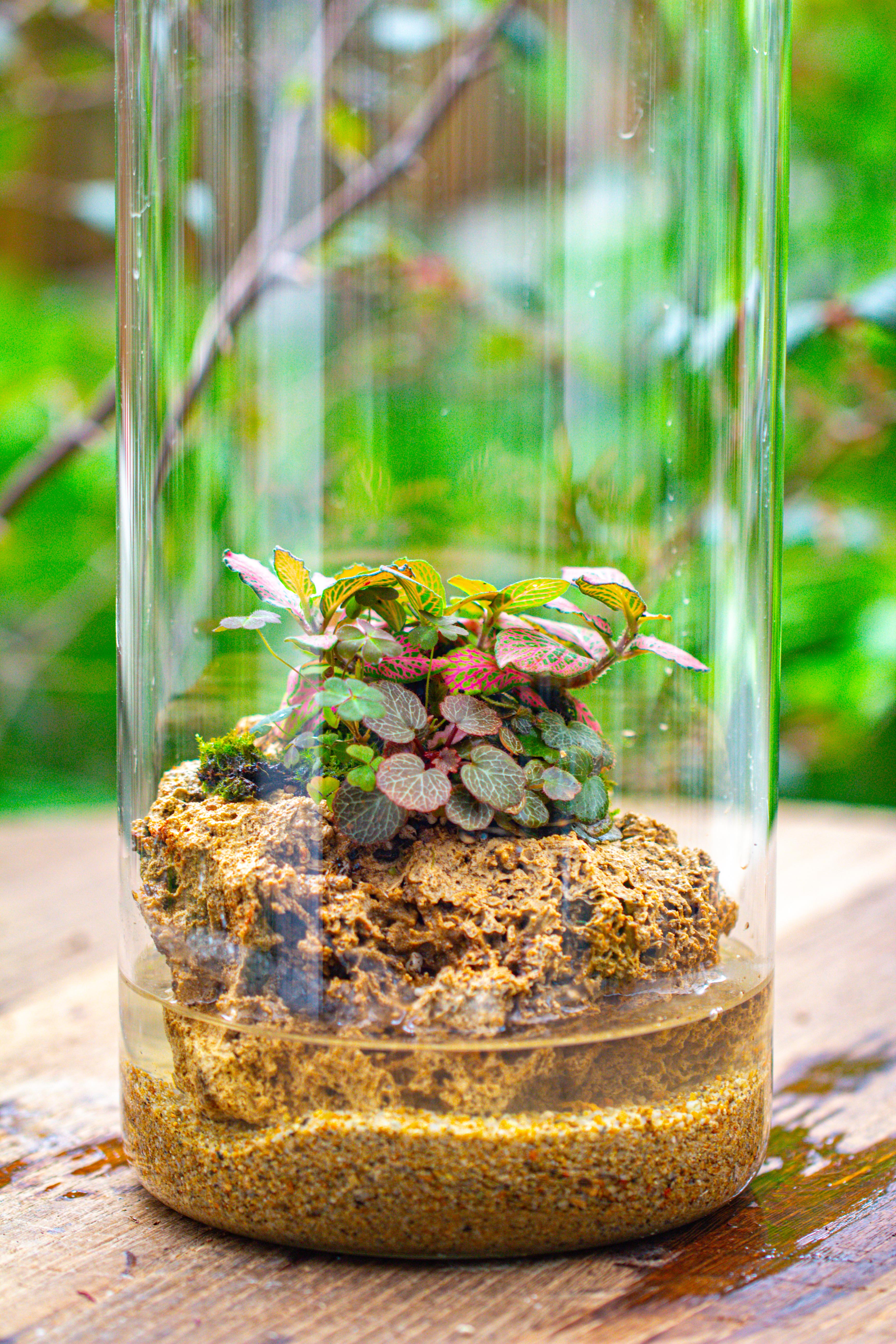 Large Cylinder Terrarium with LED Grow Lamp, Acrylic Lid Set for Bog, Carnivorous plants -15x30cm - NCYPgarden