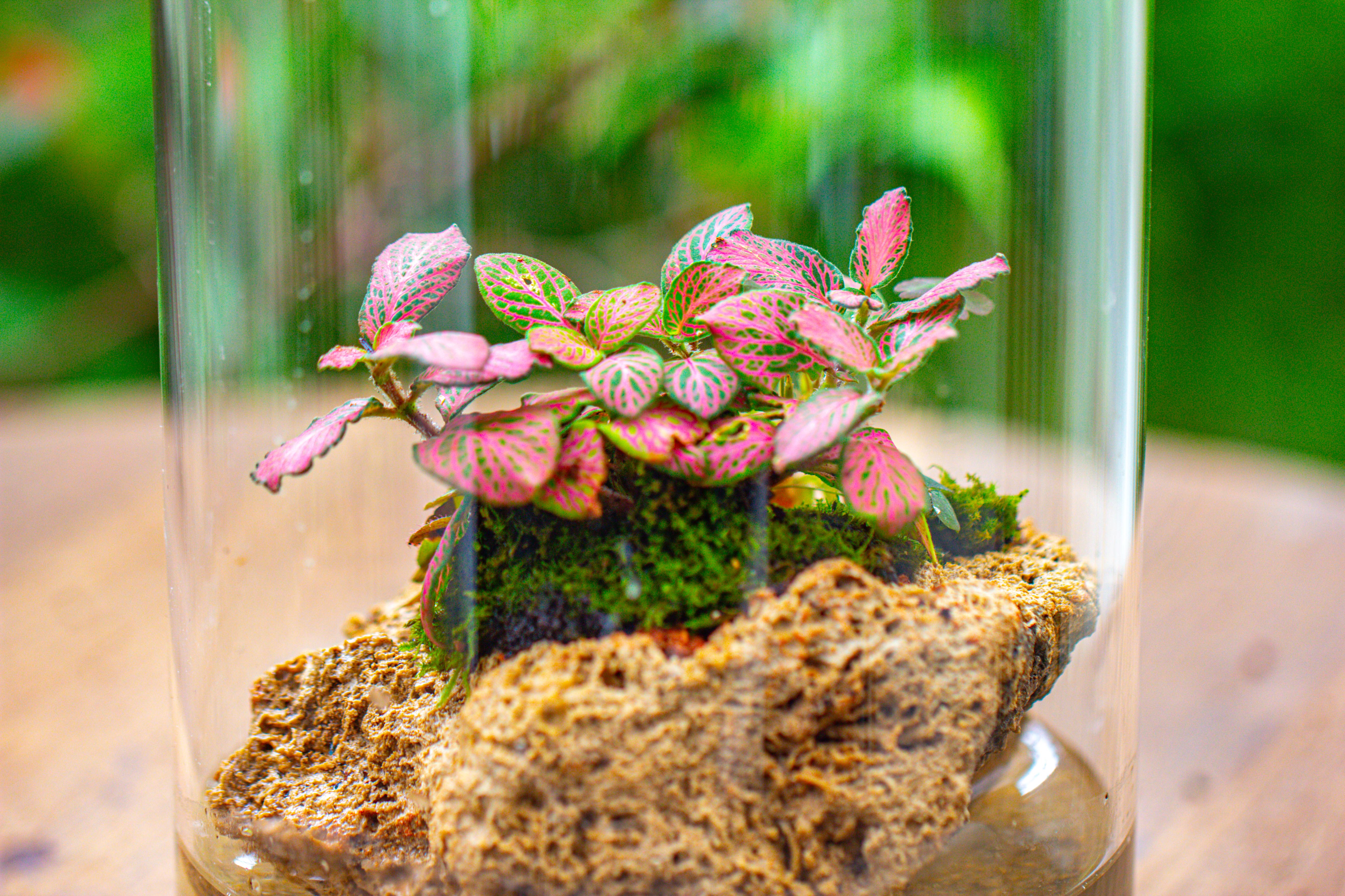 Large Cylinder Terrarium with LED Grow Lamp, Acrylic Lid Set for Bog, Carnivorous plants -15x30cm - NCYPgarden