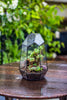 Handmade Irregular Tall Black Glass Geometric Terrarium Various Size for Succulents Moss Airplants - NCYPgarden